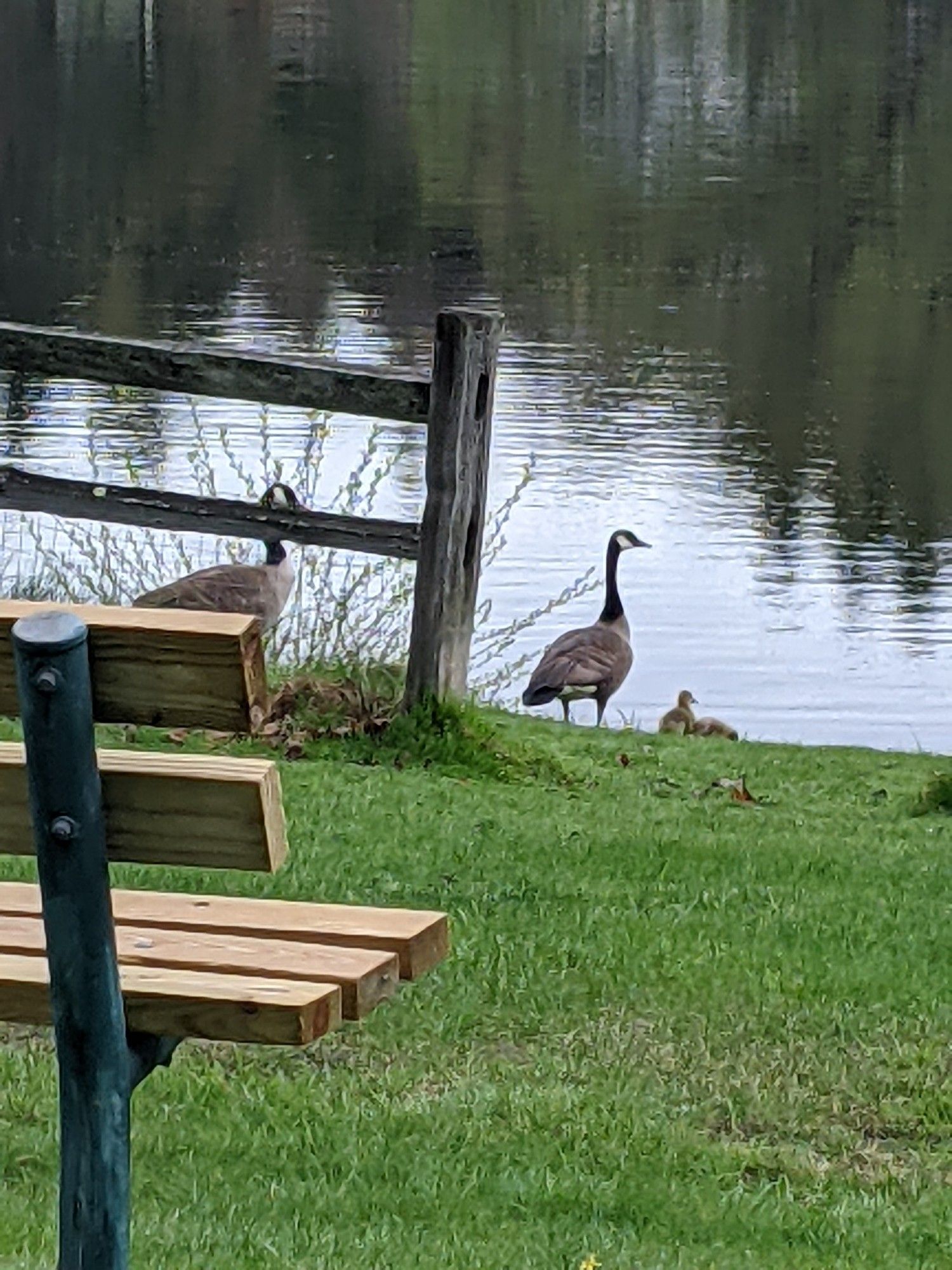 A zoomed in image of a pair of adult Canada geese standing by the water with their goslings