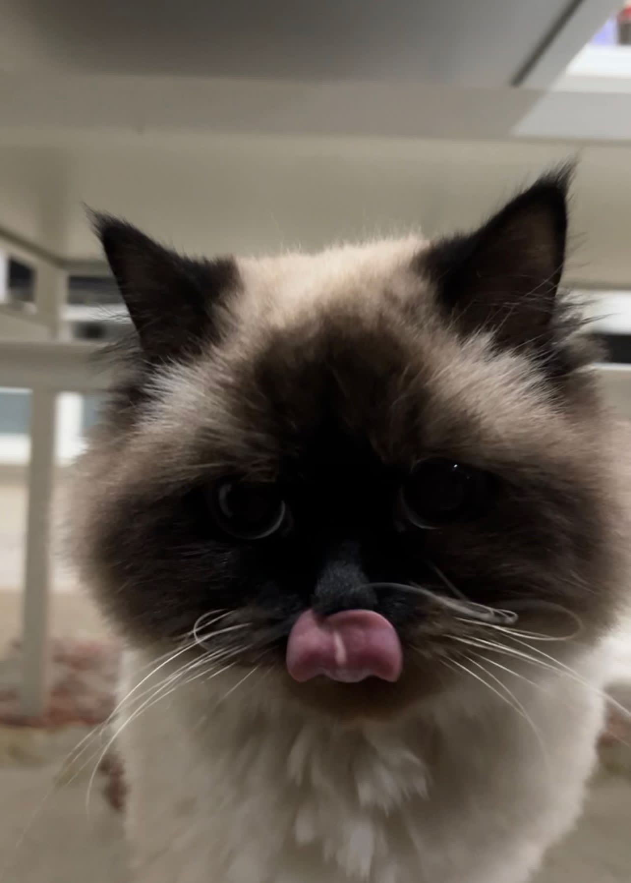 cat mlem