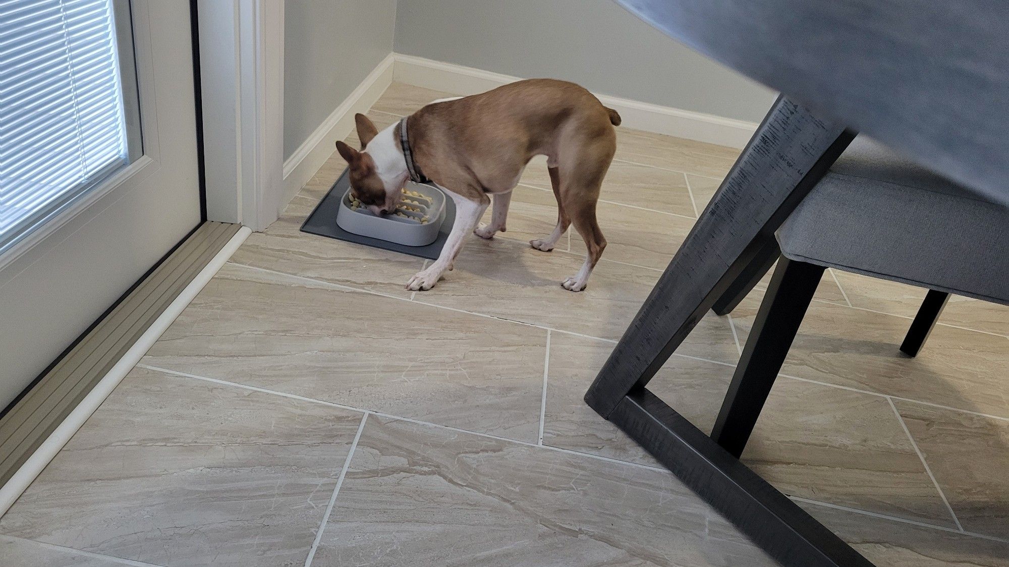 A fawn-colored Boston Terrier named Porterhouse, face buried in his bowl like the Gluttony victim from Se7en.