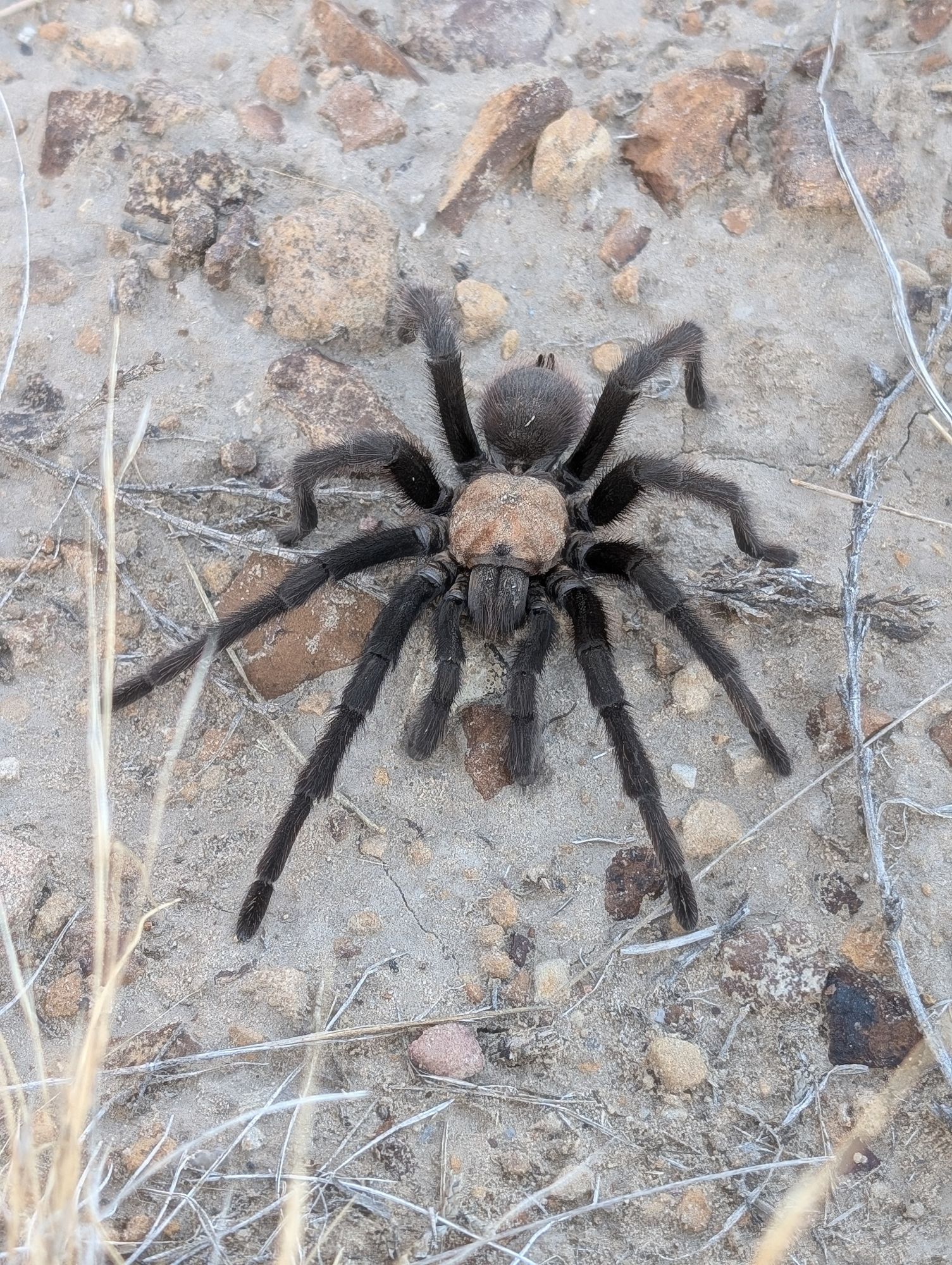 Texas Brown Tarantula sitting politely on a patch of sand, rock, and grass.