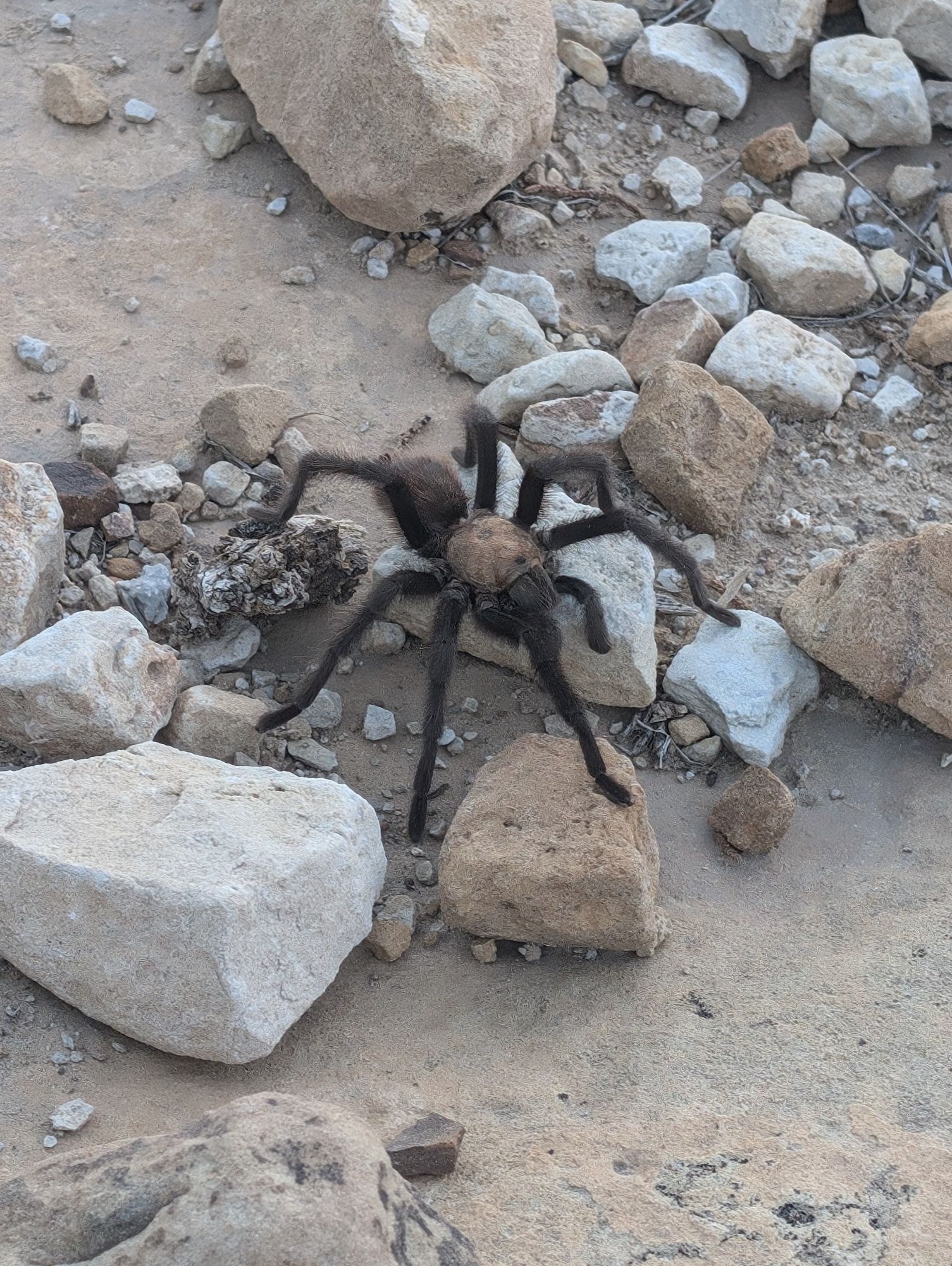 Texas Brown Tarantula on the move over rocks and gravel.