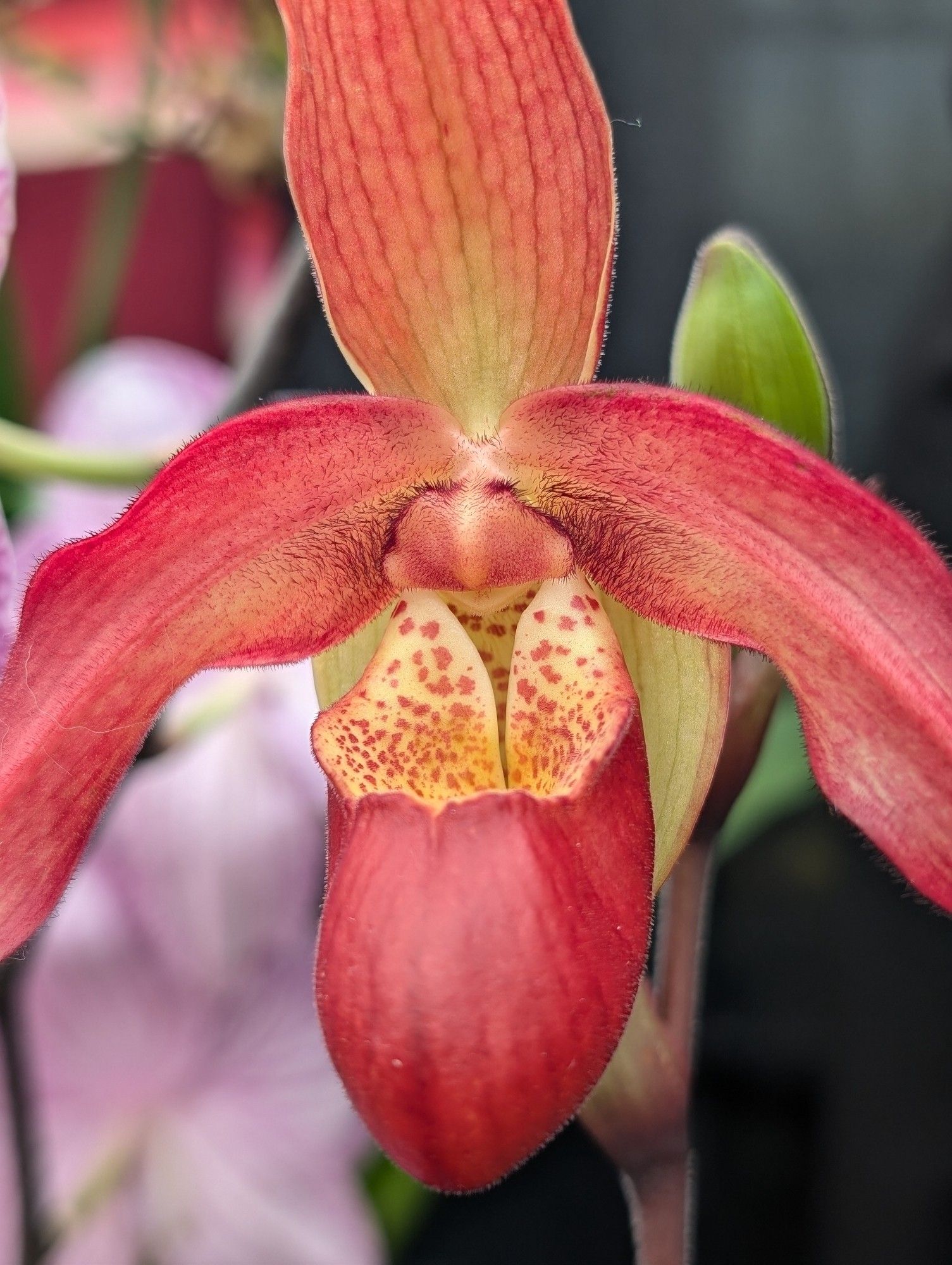 Red and yellow Phragmipedium orchid on display.