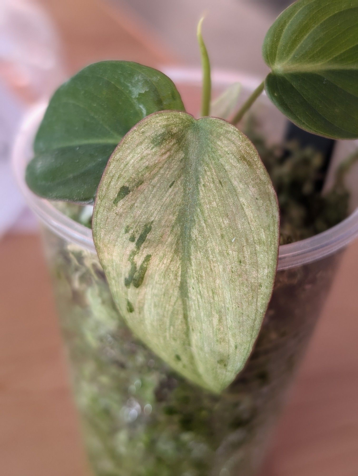 Light green Philodendron Micans Mint Leaf with some dark green spots.