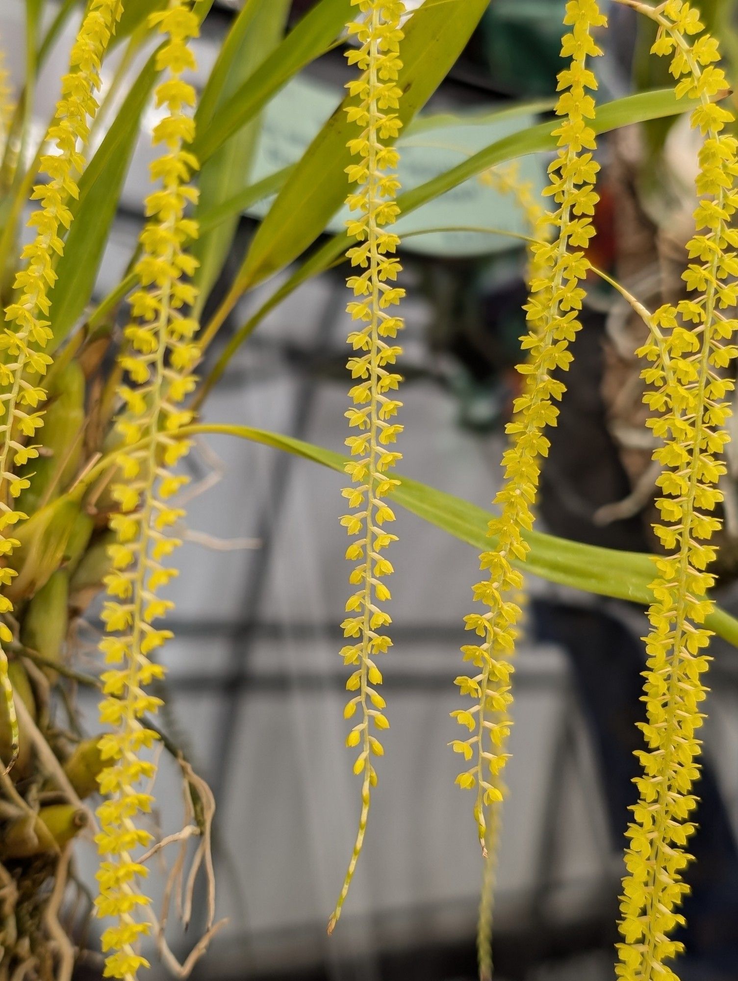 Dangling and whispy yellow Dendrobium orchid.