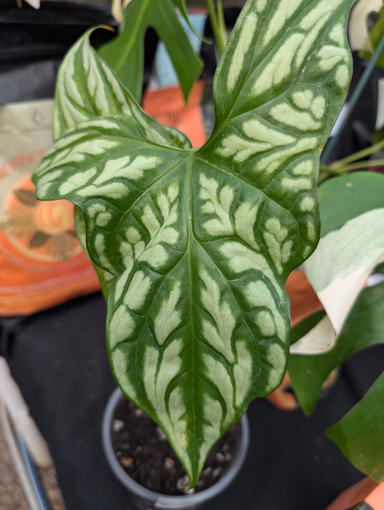 Beautiful light green leaf with darker green veins that almost make it looked tattooed.