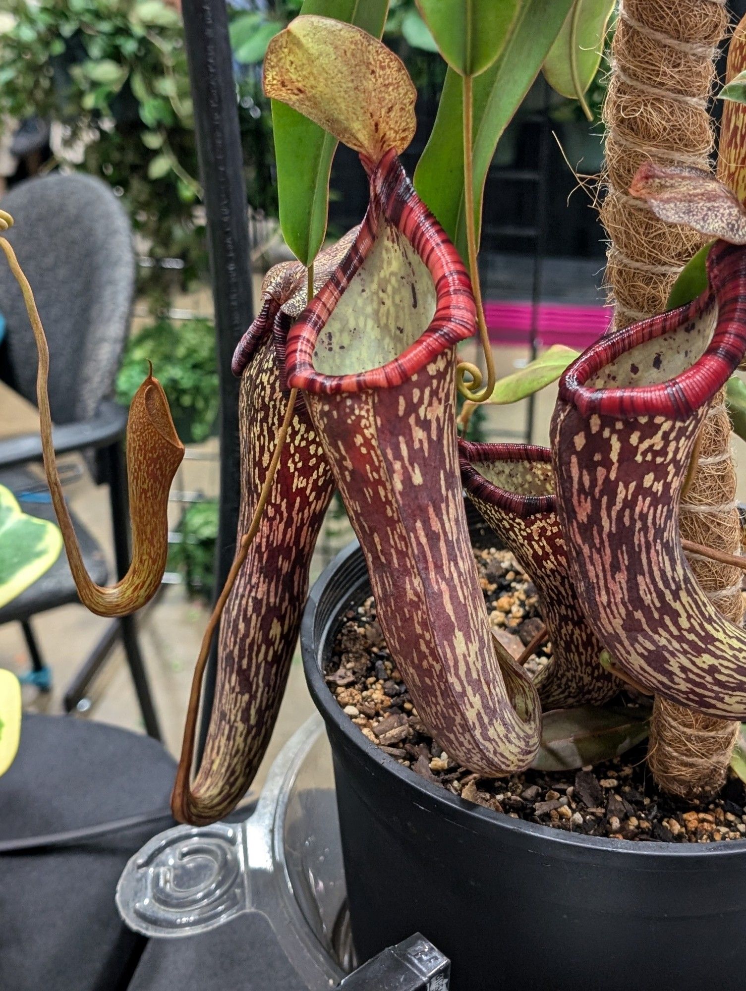 Nepenthes pitcher plant with red and black striped rim and red pitchers with green splotches.