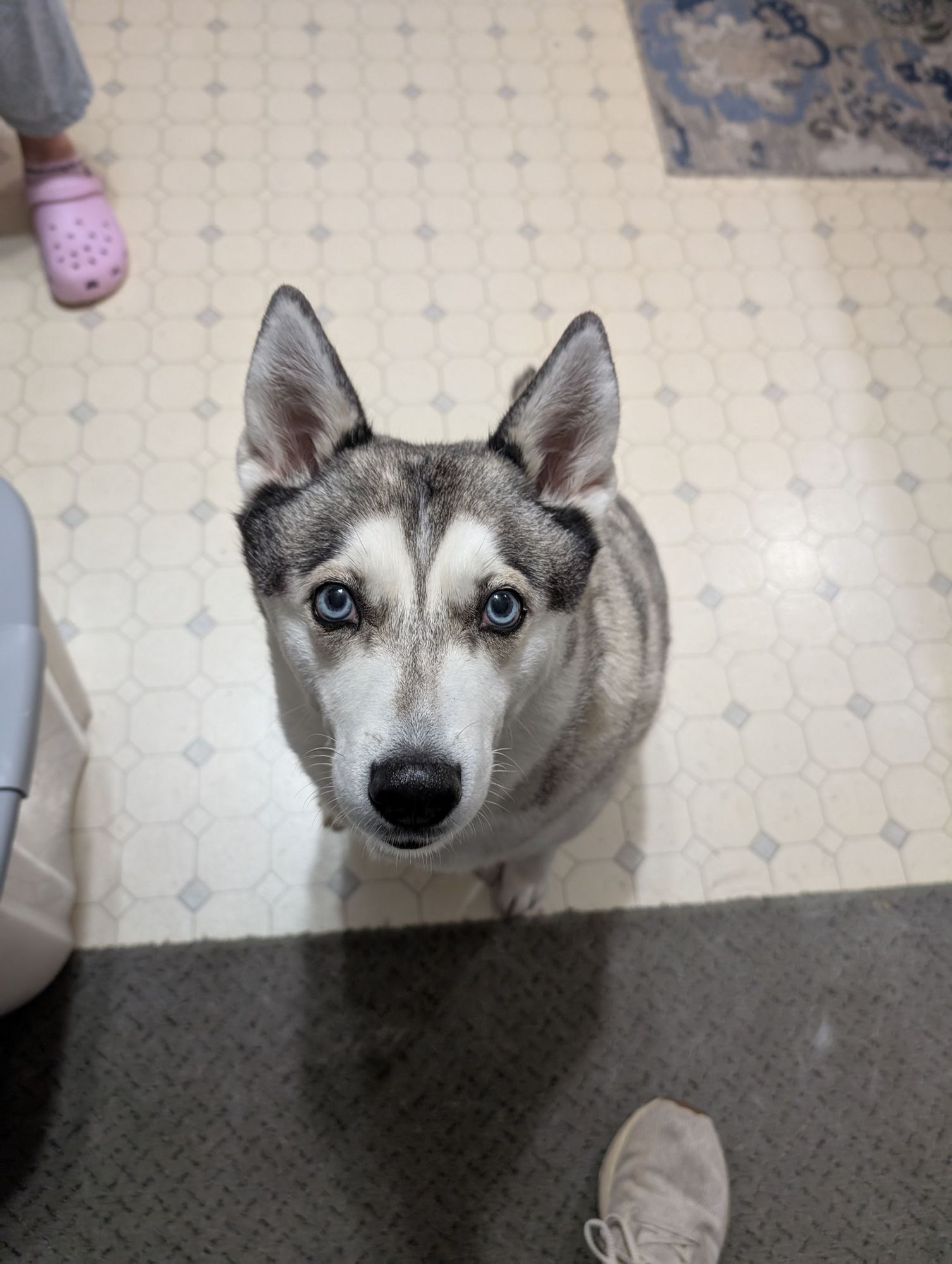 A husky breed dog staring up at the camera