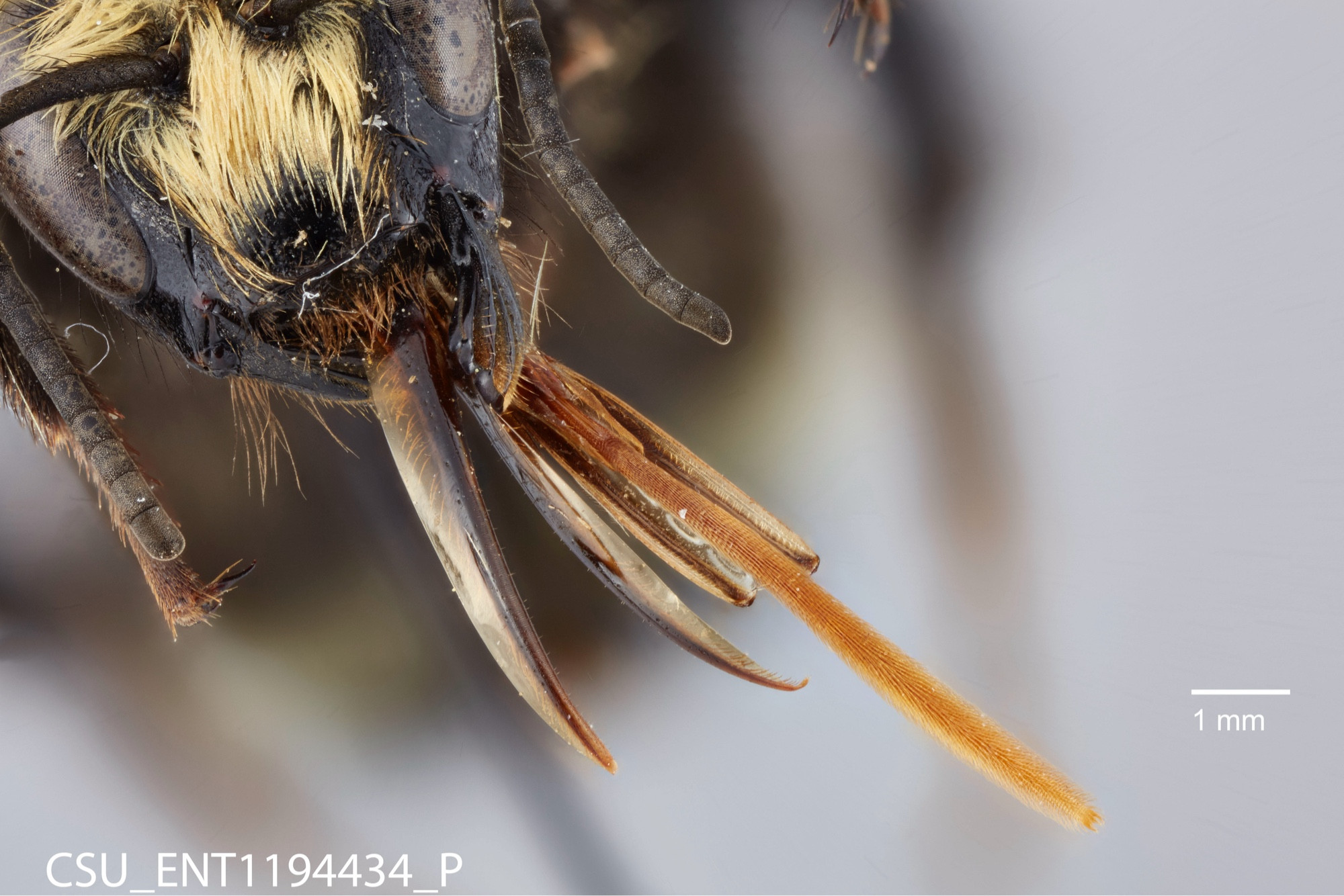 a zoomed in picture of a bee's face and proboscis, the bee's head is yellow and black with two antennae dipping into the picture from the top left corner with the tongues pointing to the bottom right. they're yellow and textured like sandpaper