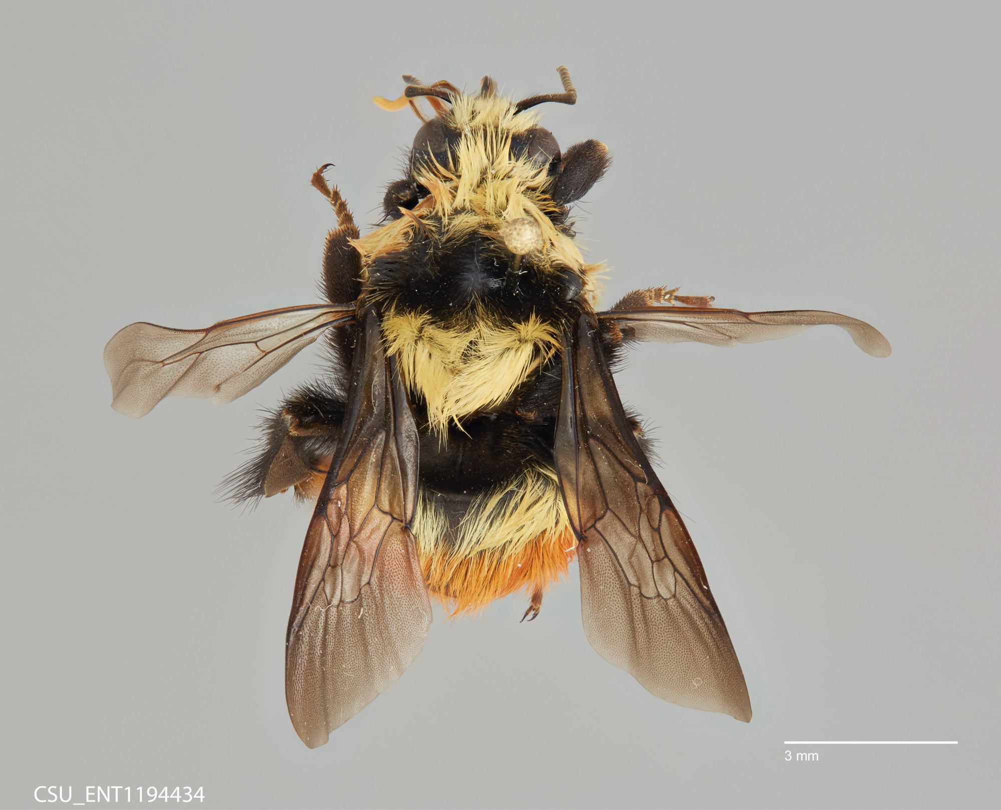 a bee on a pin, imaged from the top. the bee is black, yellow and orange. one pair of wings rests over its back, the other pair stick out towards the side. at the bottom there is CSU_ENT1194434 and a scale bar set at 3 millimeters