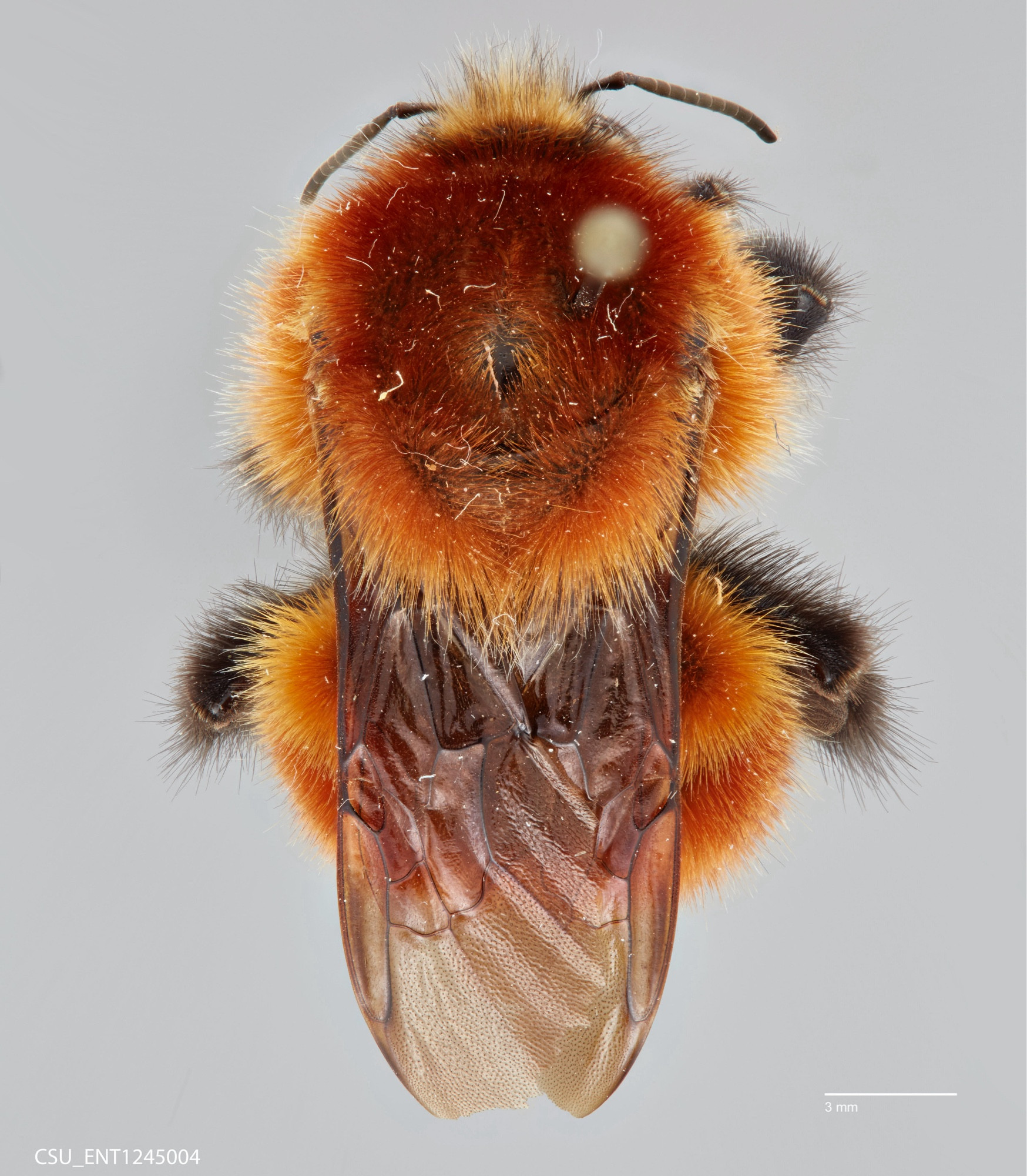 a bee on a pin, imaged from the top. the bee is a red orange shade, with the wings tucked back over the abdomen and his legs slightly tucked under. at the bottom left there is CSU_ENT1245004 and a scale bar set at 3 millimeters