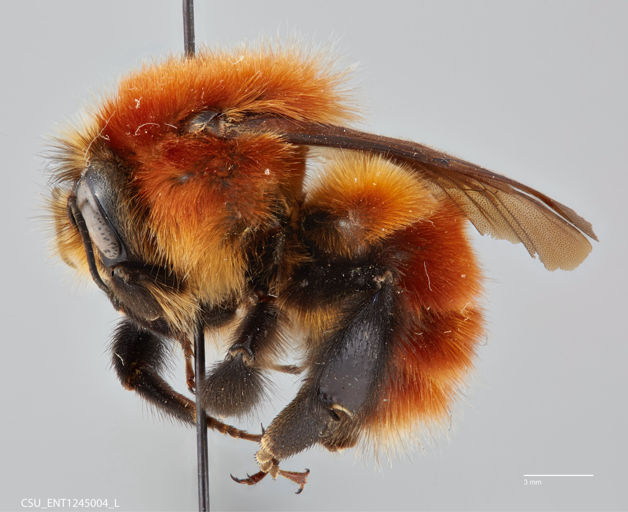 A bee on a pin, imaged from the left side. the bee is a red orange shade with brown/black legs and the wings laying flat over the abdomen. in the bottom left is CSU_ENT1245004_L and in the bottom right is a scale bar measuring 3 millimeters