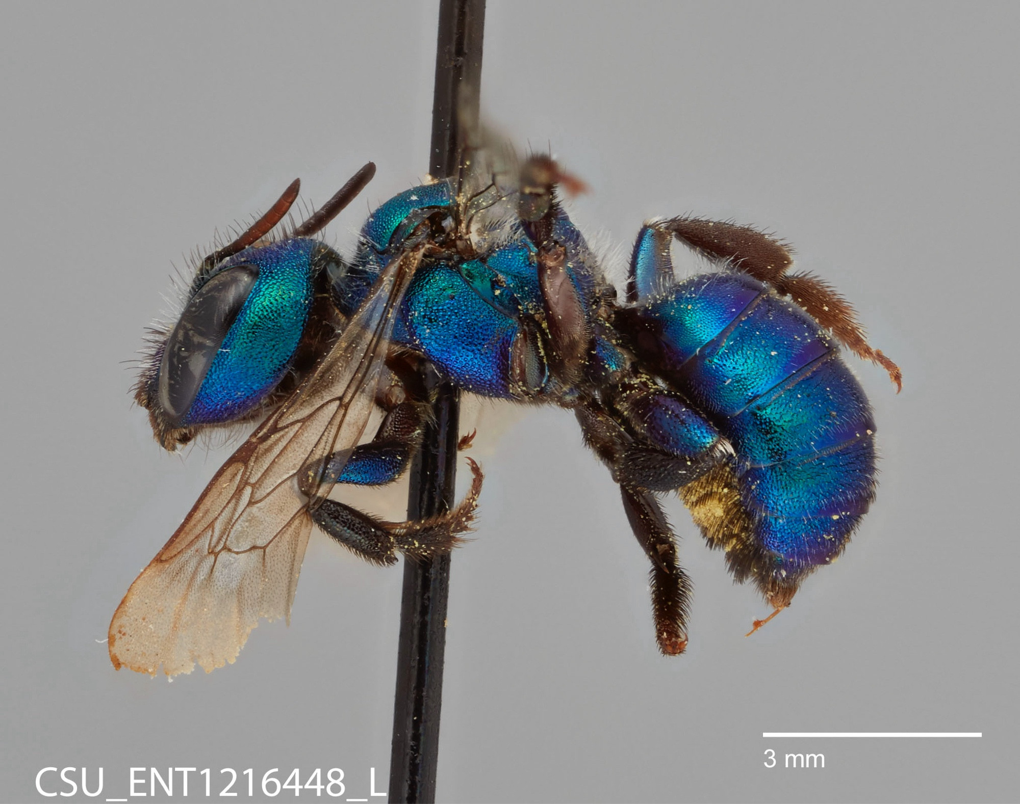 A bee on a pin, imaged from the left side. the bee is vibrant blue and its wings extend towards the camera. there is some pollen on the bottom of its abdomen. in the bottom left is CSU_ENT1216448_L and in the bottom right is a scale bar measuring 3 millimeters