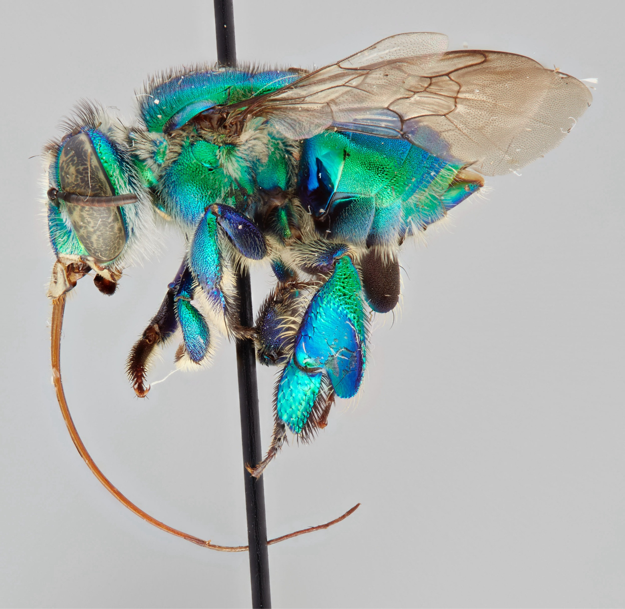 a bee on a pin, imaged from the side. the bee is a bright metallic blue-green. his wings fan out above his abdomen. his tongue curls down blow his legs which are slightly stretched down. the last pair of legs, the closer of which is the only one visible, has an enlarged segment characteristic of males of the species