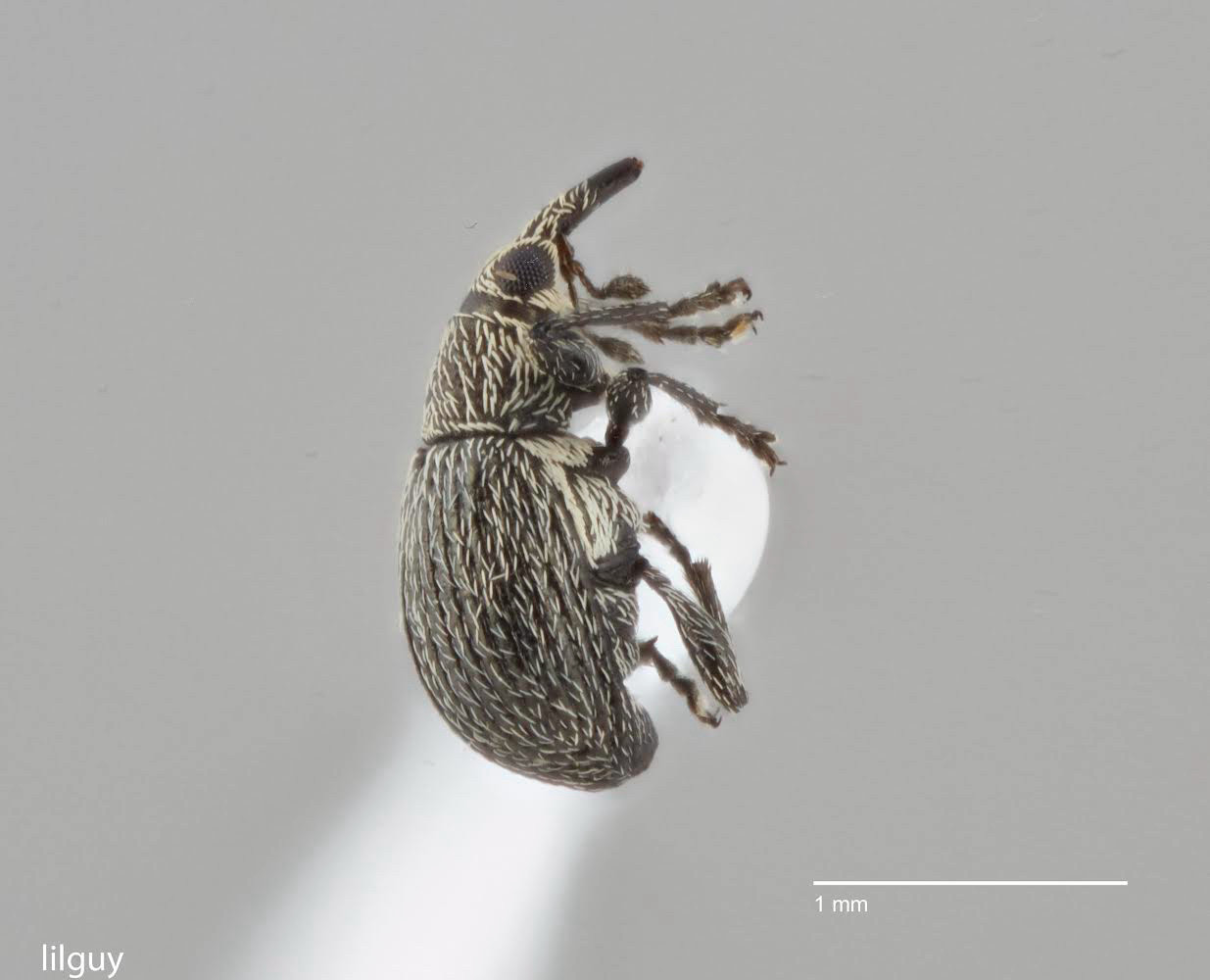 a tiny weevil is mounted on a piece of paper, this image is of his right side with the head pointing to the top of the image. he is black and covered in little white "hairs". in the bottom right is a scale bar measuring 1 millimeter and in the bottom left is "lilguy"