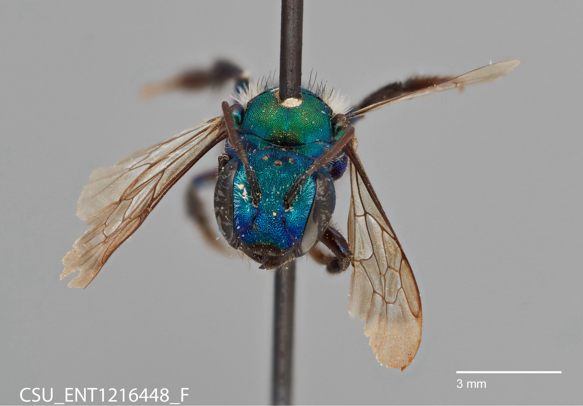 A bee on a pin, imaged from the front. the bee is vibrant blue-green and its wings extend out towards there corners of the image. in the bottom left is CSU_ENT1216448 and in the bottom right is a scale bar measuring 3 millimeters