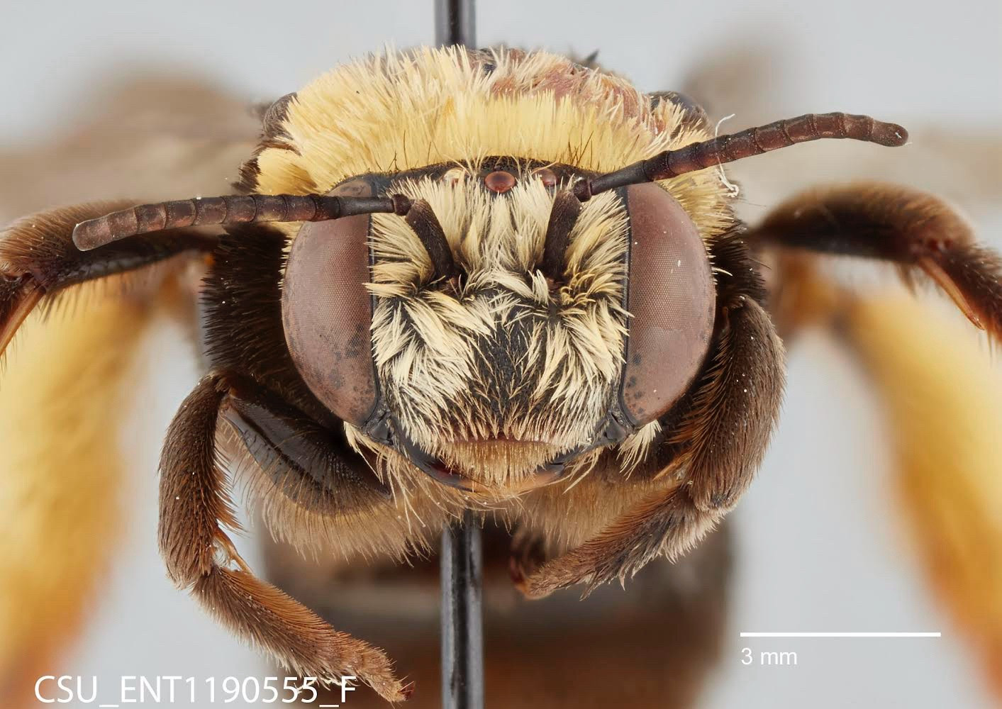 a bee on a pin, imaged from the front. the bee is soft yellow and brown. the antennae are sticking out to the sides of the face which is covered in a thin yellow fuzz. at the bottom there is CSU_ENT1190555_F and a scale bar set at 3mm