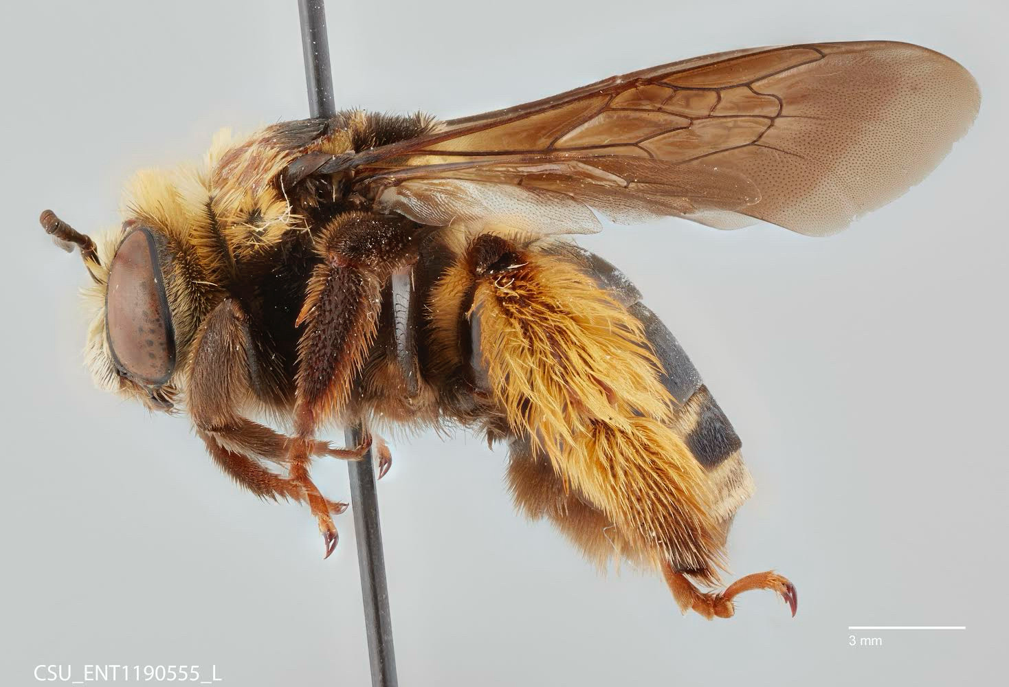 A bee on a pin, imaged from the left side. the bee is soft yellow and brown and its wings fan out above the abdomen. her hind legs are covered in a lot of thick, soft yellow colored hair. in the bottom left is CSU_ENT1190555_L and in the bottom right is a scale bar measuring 3 millimeters