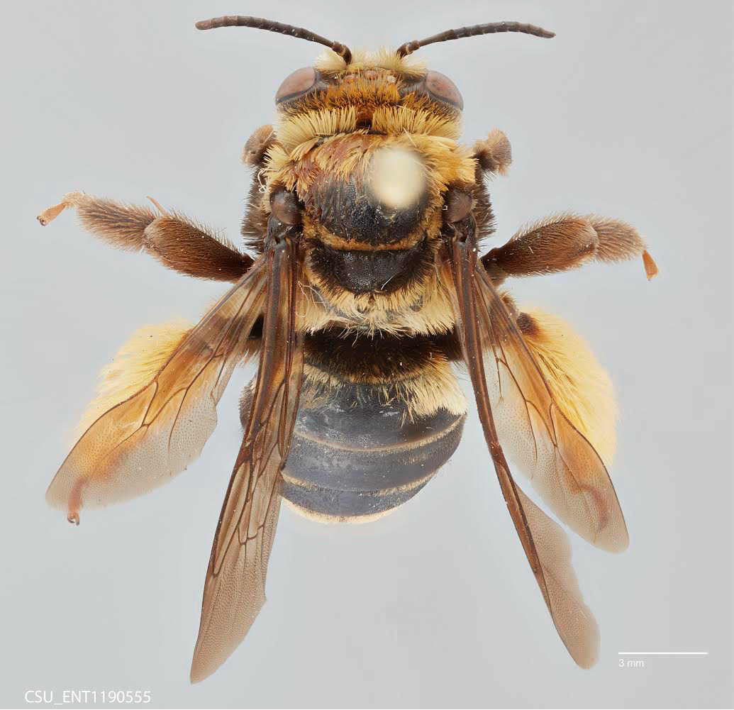 a bee on a pin, imaged from the top. the bee is soft yellow and brown with all her legs and all four wings extended to the left and right respectively. at the bottom there is CSU_ENT1190555 and a scale bar set at 3 millimeters