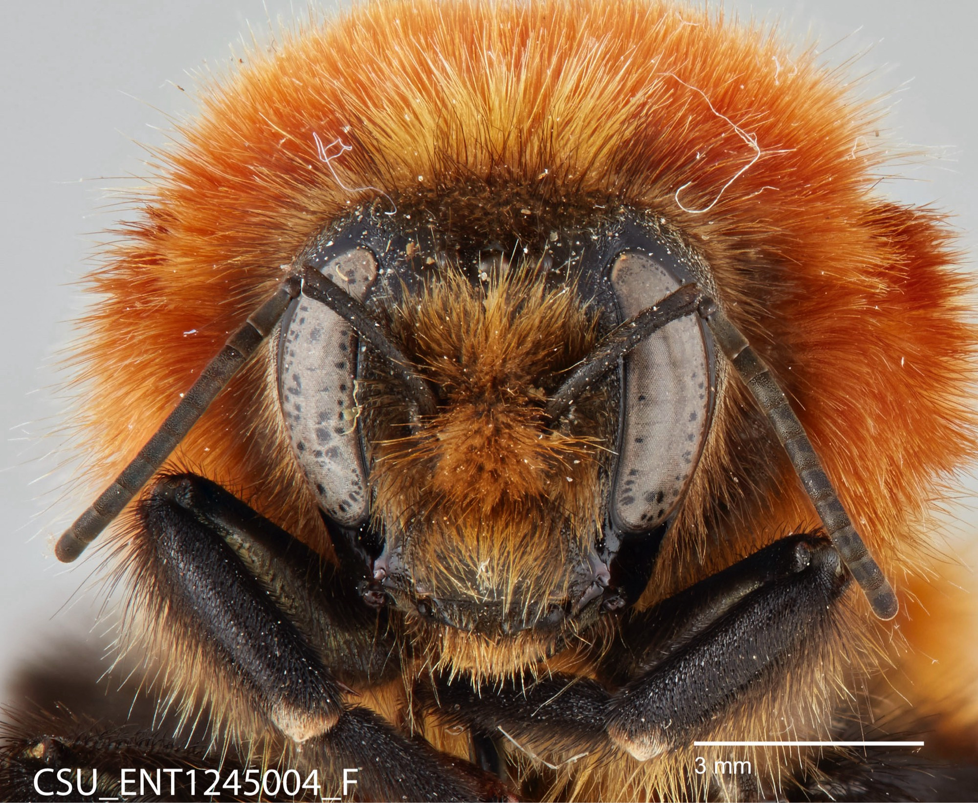 a bee on a pin, imaged from the front. the bee is a red orange with some slight yellow on his face. the antennae are sticking out in front of his eyes which are light brown. at the bottom there is CSU_ENT1245004_F and a scale bar set at 3mm