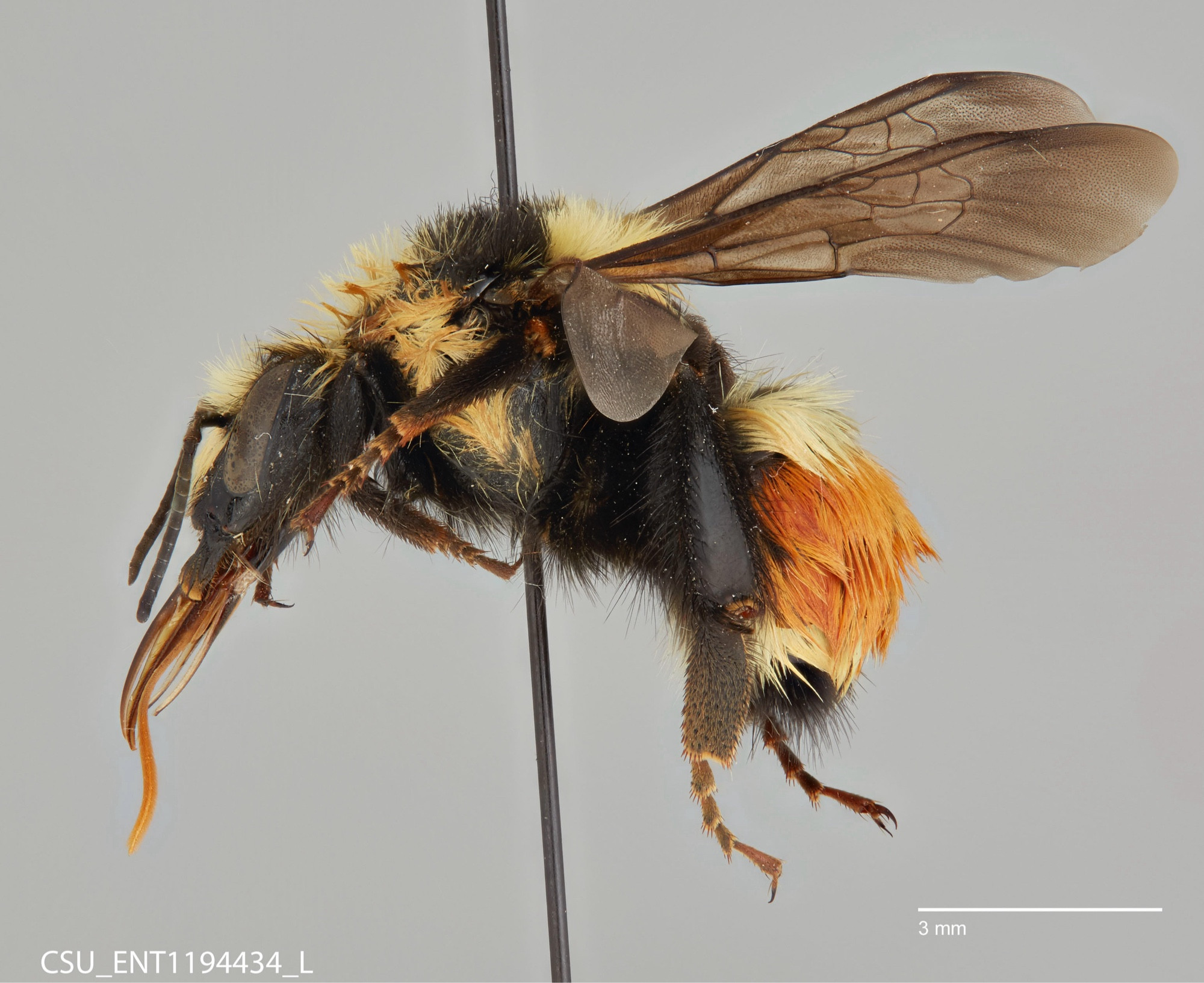 A bee on a pin, imaged from the left side. the bee is black, yellow and orange. two wings point towards the top left corner, one points at the camera. her proboscis is extended. in the bottom left is CSU_ENT1194434_L and in the bottom right is a scale bar measuring 3 millimeters