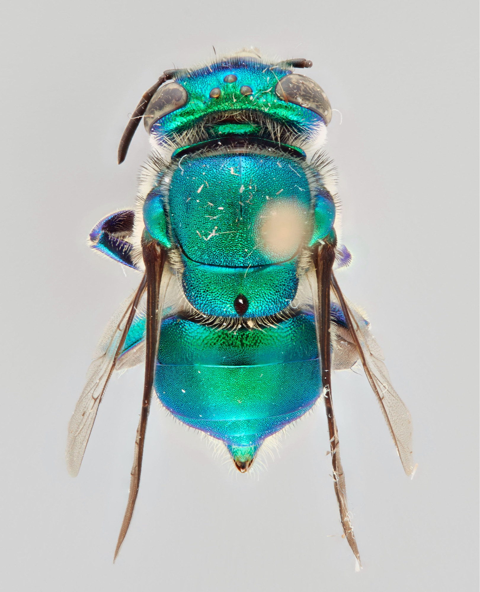 a bee on a pin, imaged from the top. the bee is a bright metallic blue-green with all his legs underneath his body, and his wings tucked in. the pinhead is out of focus at the right side of his back