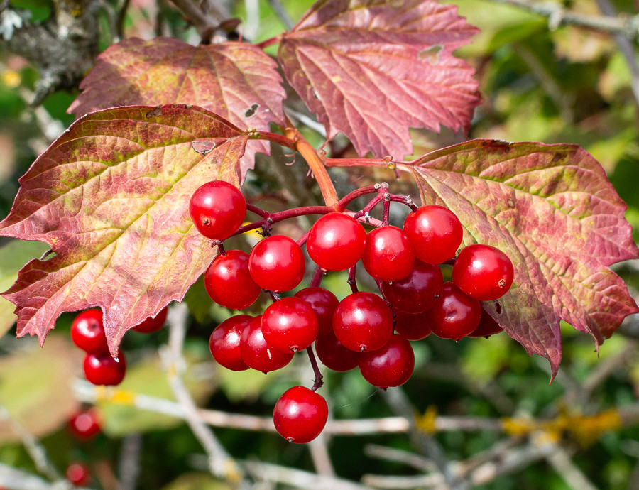 Close-up of some bright red Guelder Rose berries.