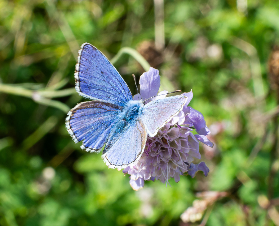 An Adonis Blue butterfly, making the most of some early autumn sunshine on a Scabious flower.