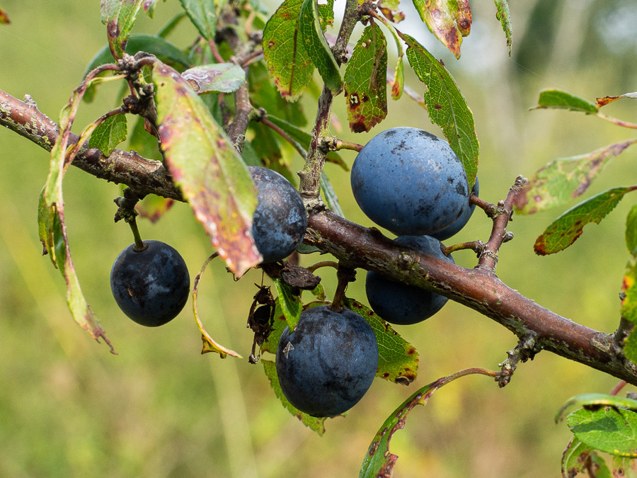 Close-up of some sloes, the fruit of the blackthorn bush.