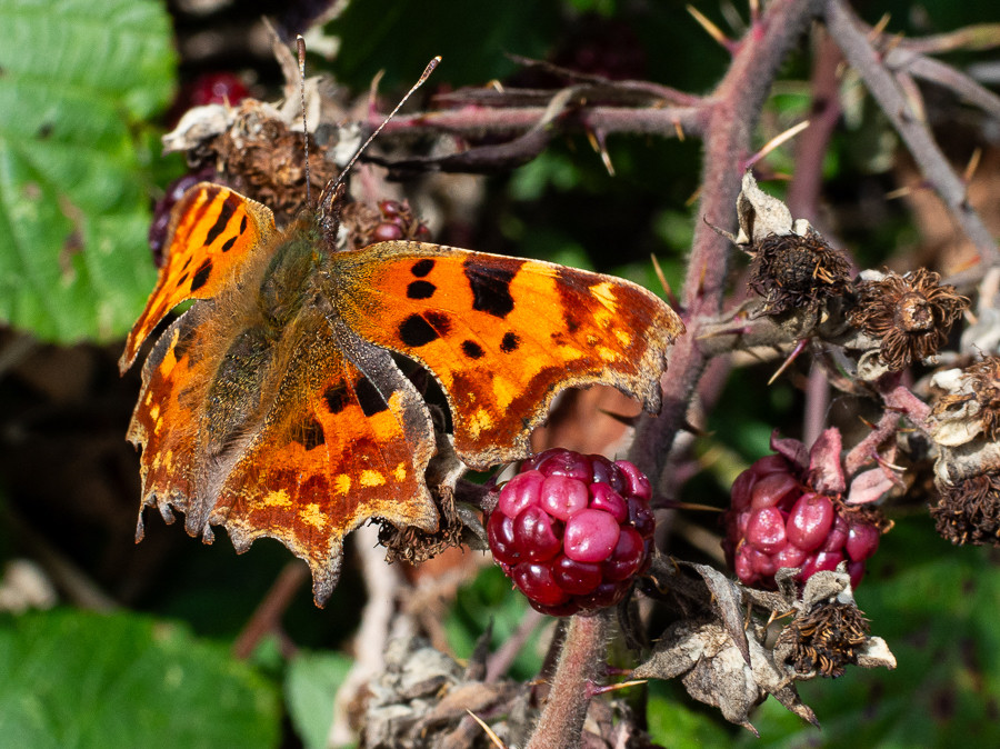 A Comma butterfly, lit by late summer sun, sitting near a couple of stubbornly unripened blackberries.