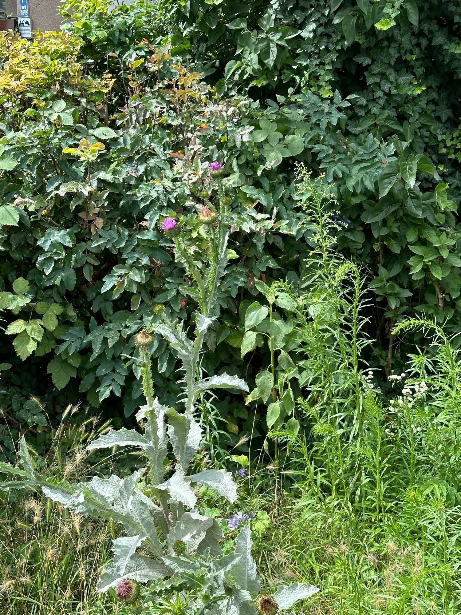 Hummel auf Blüte, Berlin-Steglitz, Sommer 2024