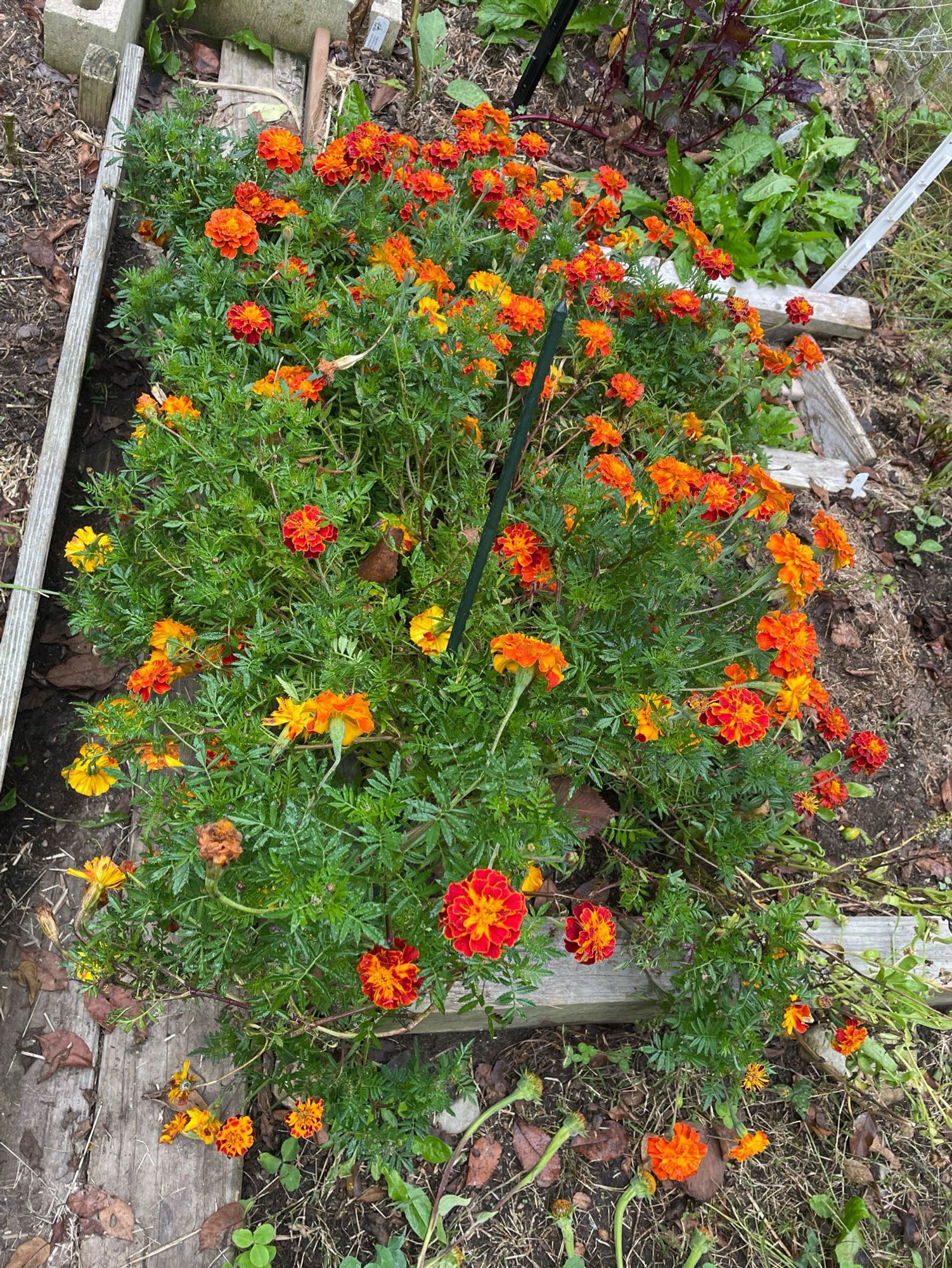 A row of marigolds over 4 feet long and 2 feet wide that were supposed to be companion plants in a raised bed tomato patch, but decided to be the main attraction instead. It is heavily covered in deep orange to gold flowers and stands over a foot high as well as tumbling over the edge of the bed; I had to run twine underneath them to get them off the narrow garden path, which is still mostly blocked by them. 
This is only four plants.