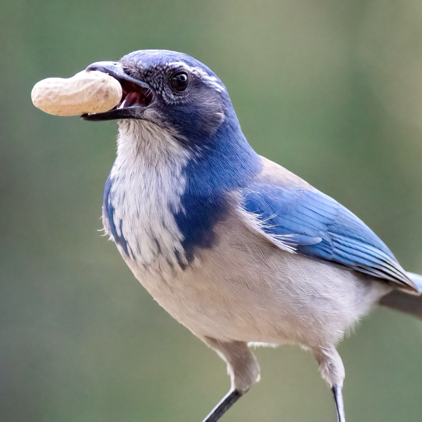 California scrub jay