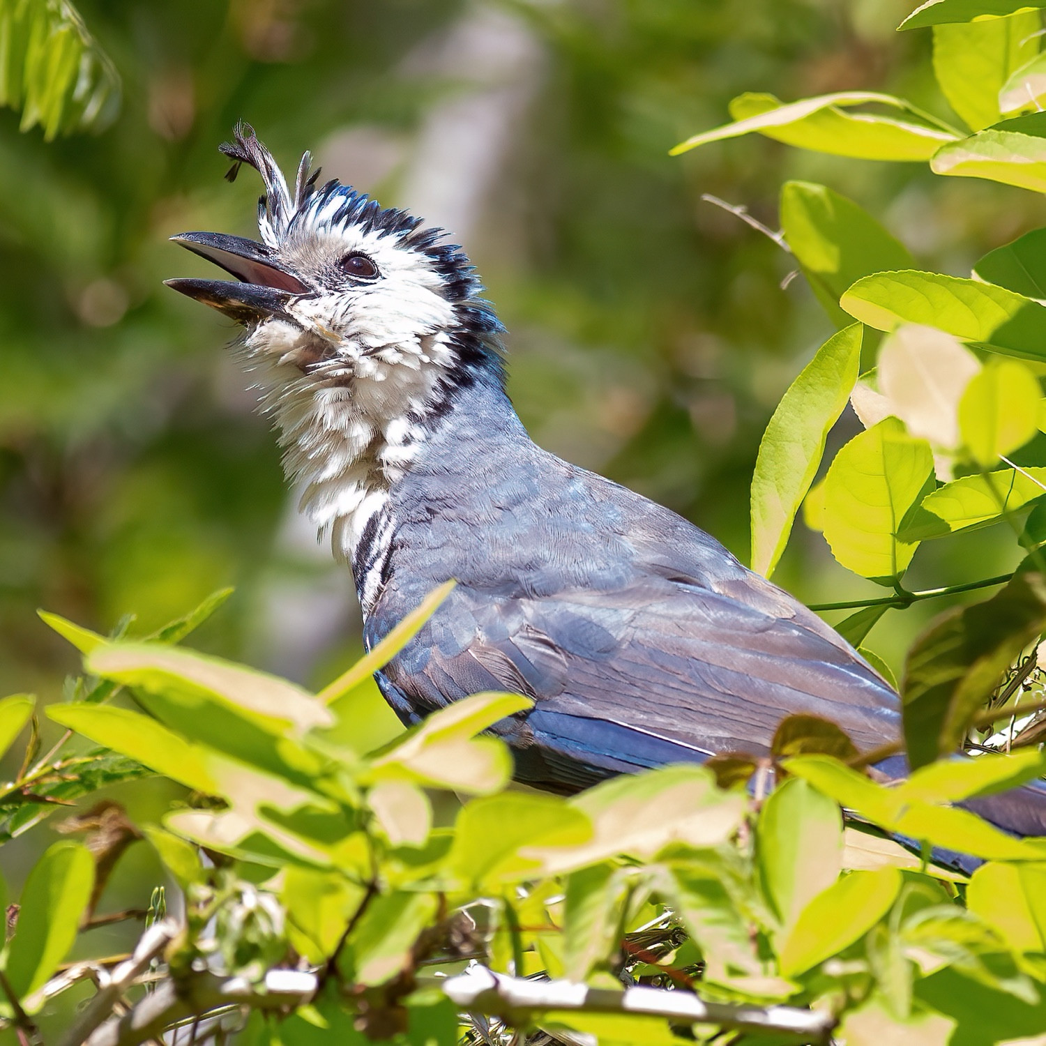 Magpie jay