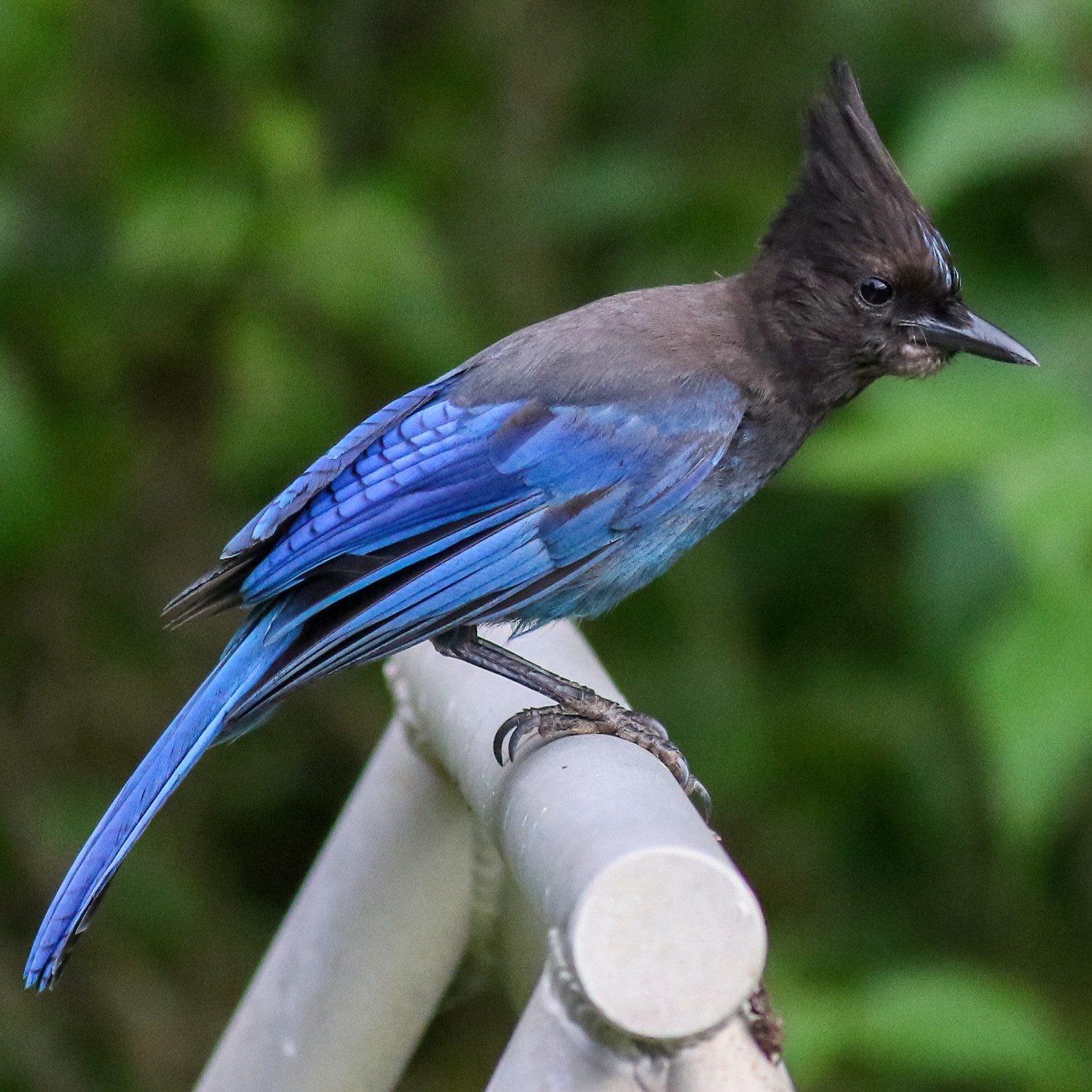 Stellar’s jay