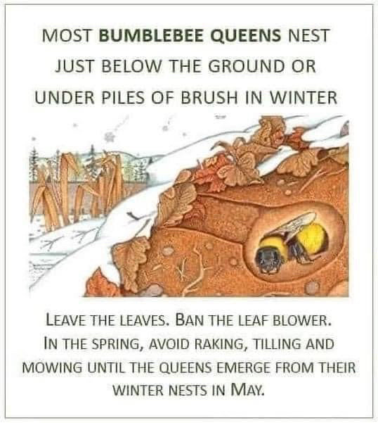 MOST BUMBLEBEE QUEENS NEST
JUST BELOW THE GROUND OR
UNDER PILES OF BRUSH IN WINTER
LEAVE THE LEAVES. BAN THE LEAF BLOWER.
IN THE SPRING, AVOID RAKING, TILLING AND MOWING UNTIL THE QUEENS EMERGE FROM THEIR WINTER NESTS IN MAY.