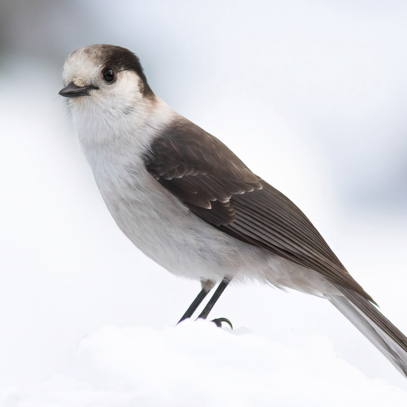 Canada jay