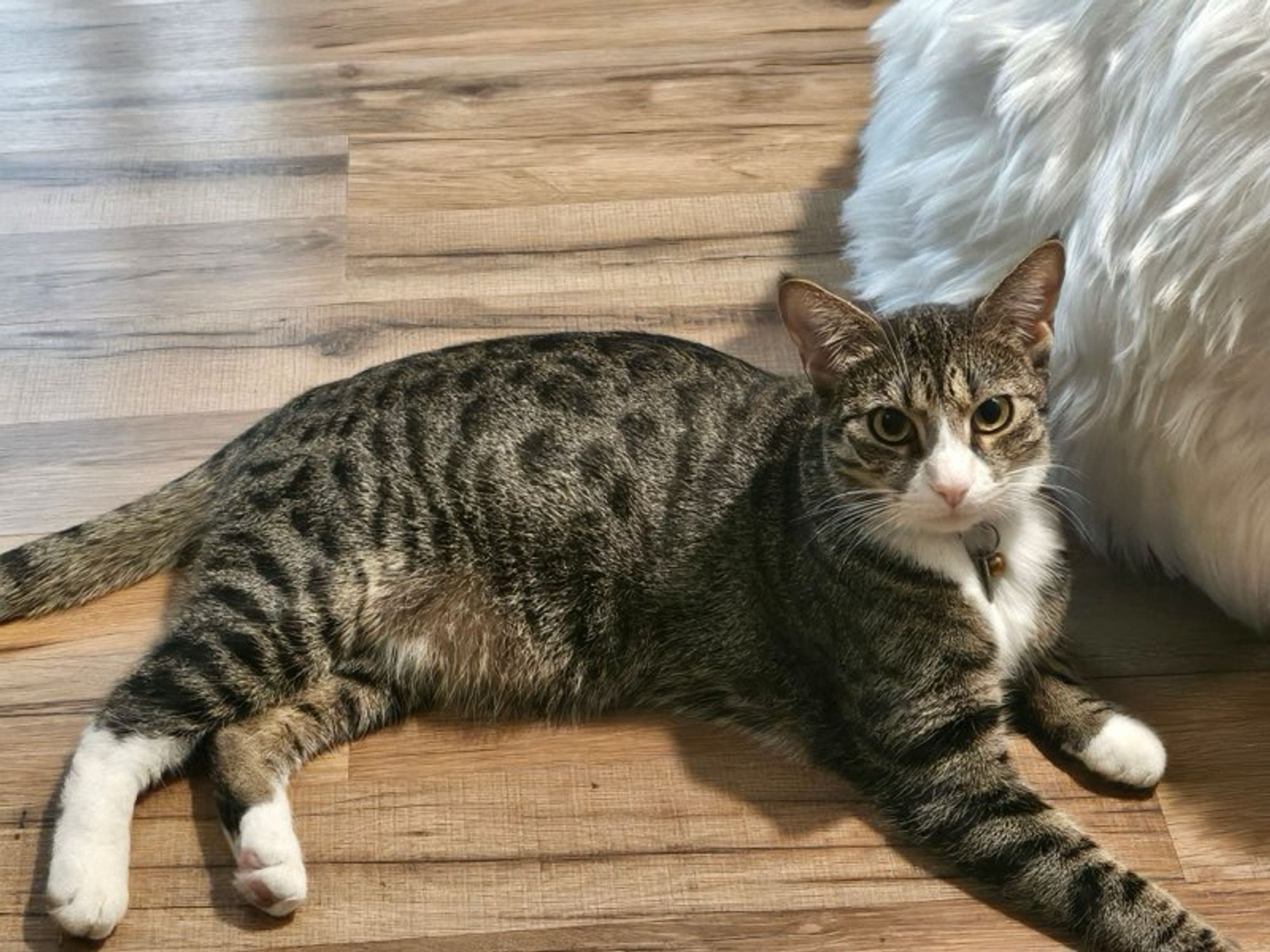 photo of Pippin (brown/white/gray shorthair tabby) chillin and lookin cute so as to get your attention