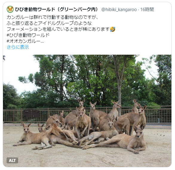 Pic of tweet showing a pack of kangaroos laying around like idols