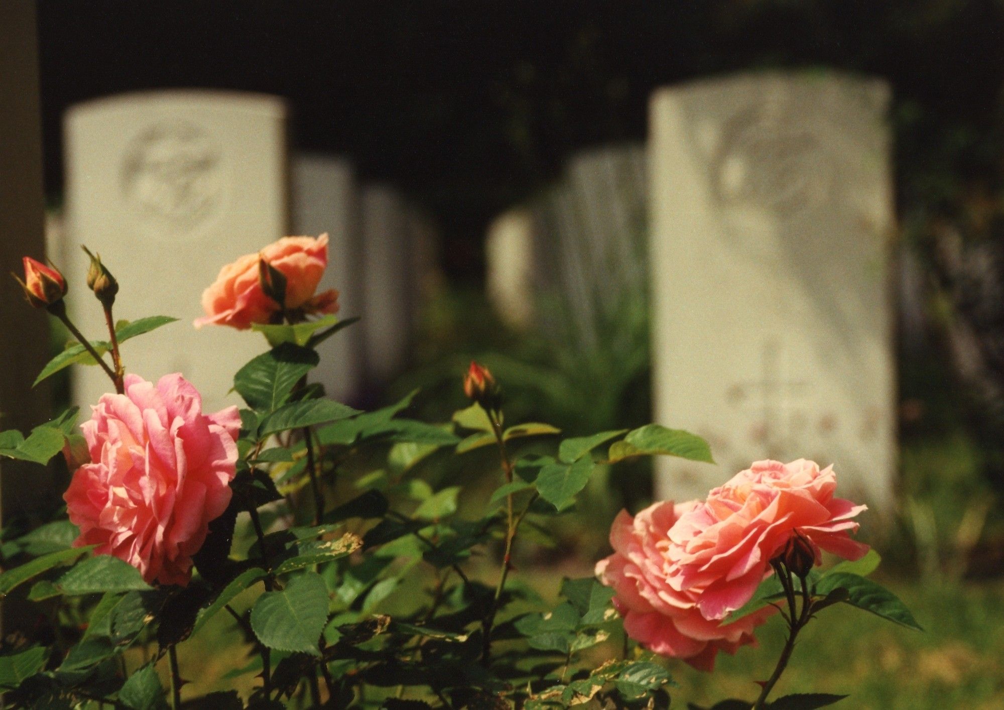 Rosen vor Grabsteinen auf dem Soldatenfriedhof in Sage, Niedersachsen