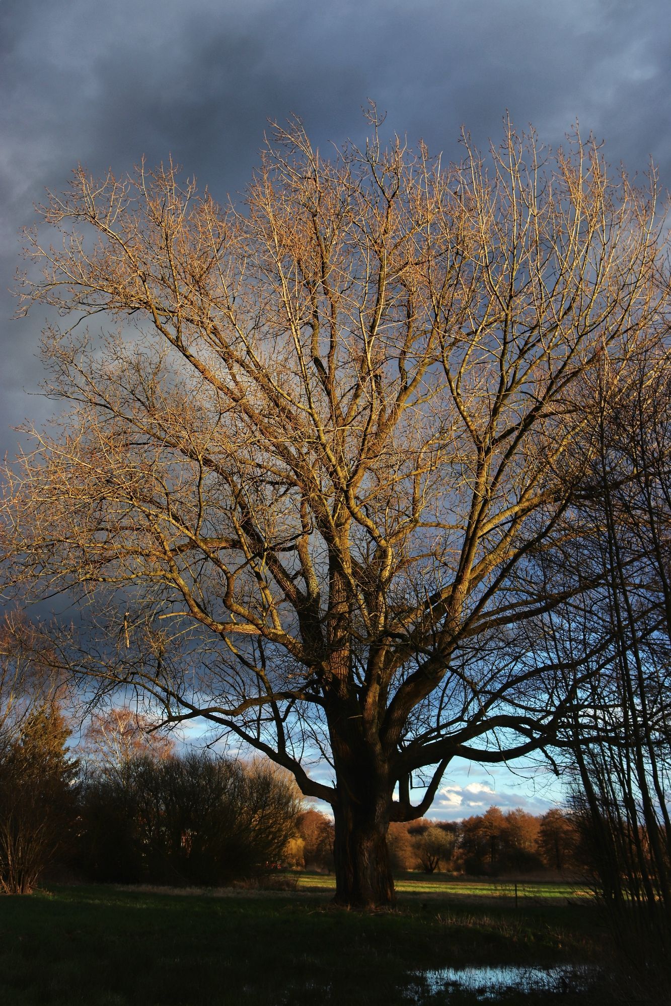 Alter Baum im beginnenden Abendlicht