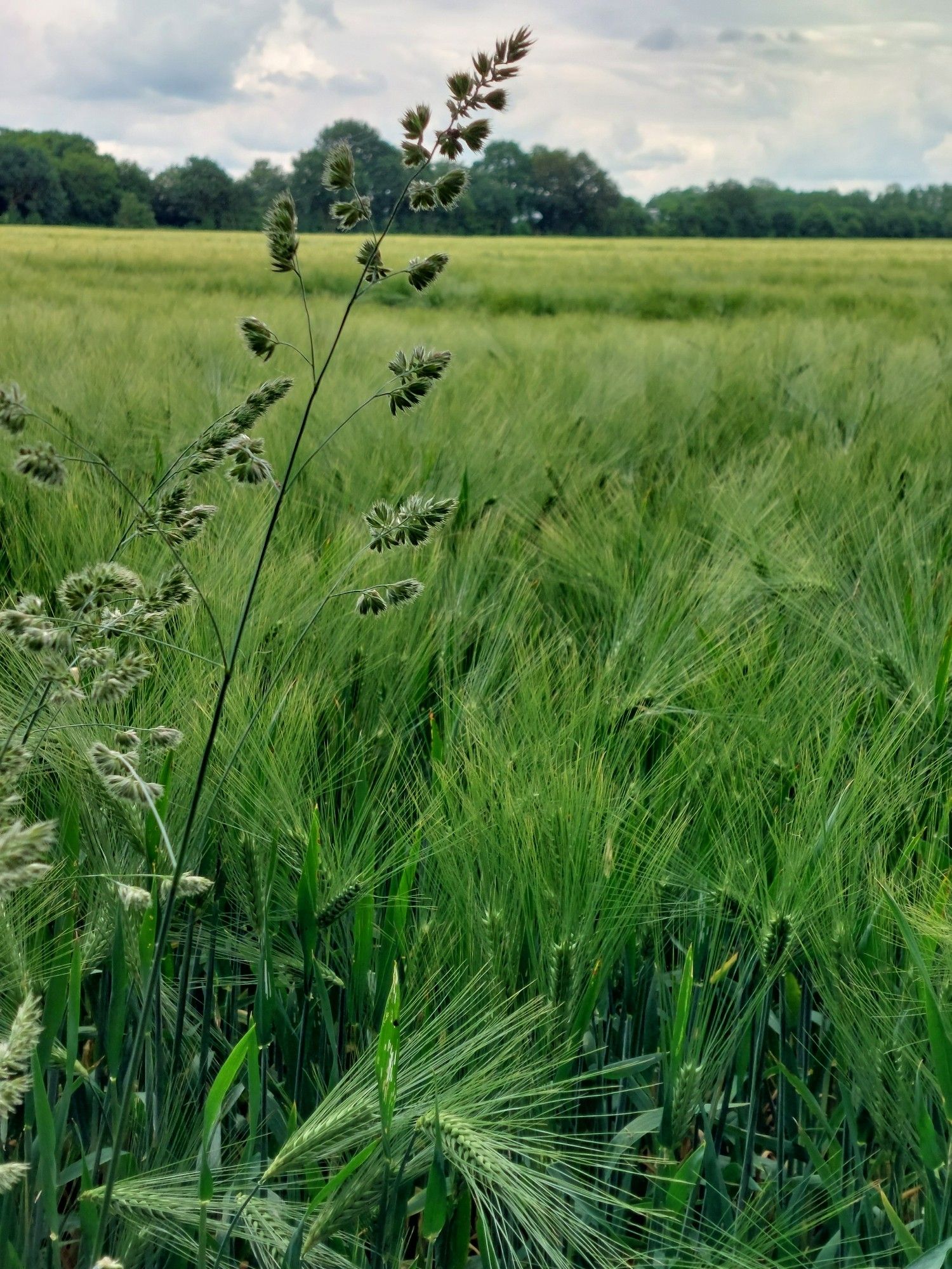 Gras vor einem Getreidefeld