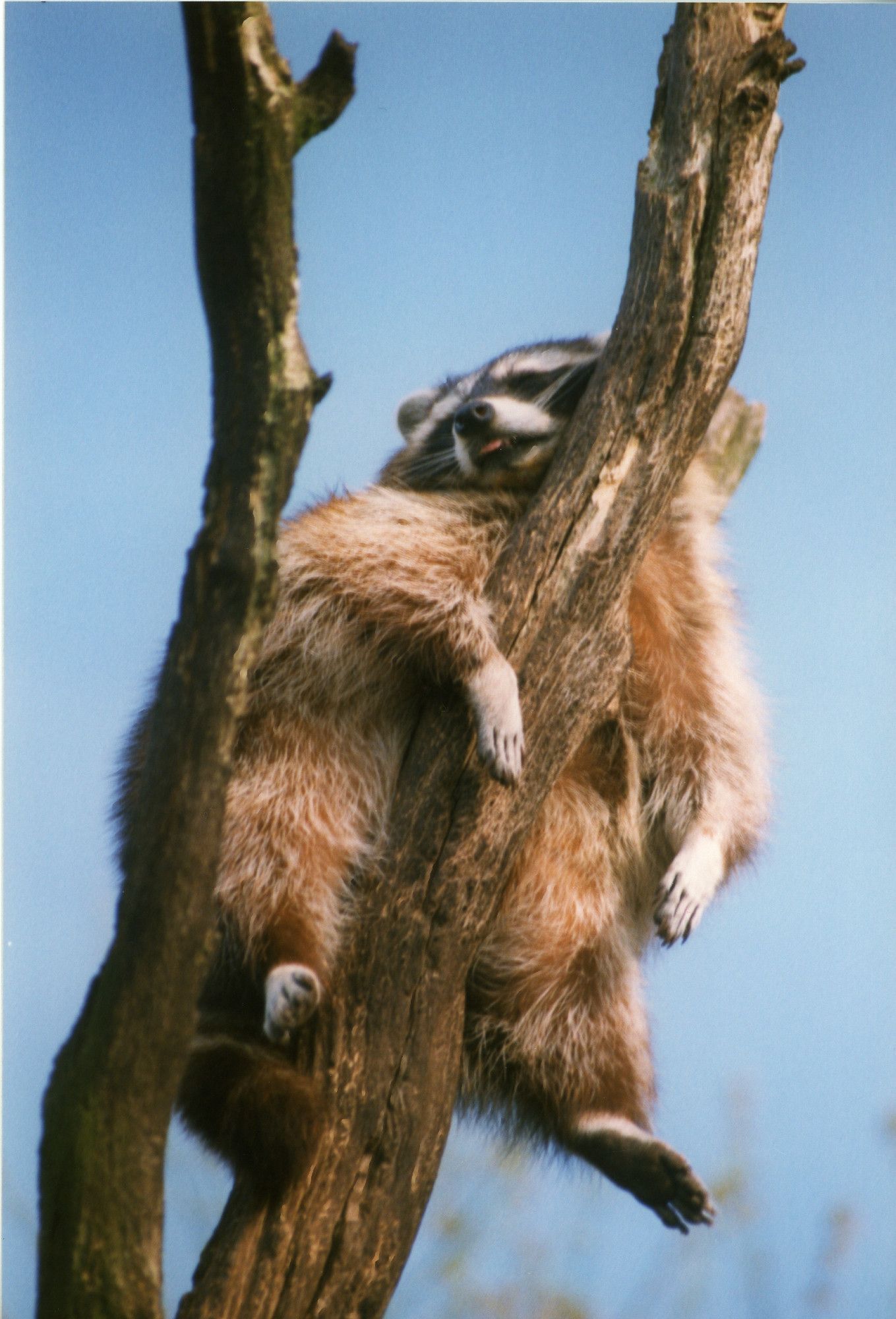 Waschbär hängt schlapp in einer Astgabel und ruht sich aus.