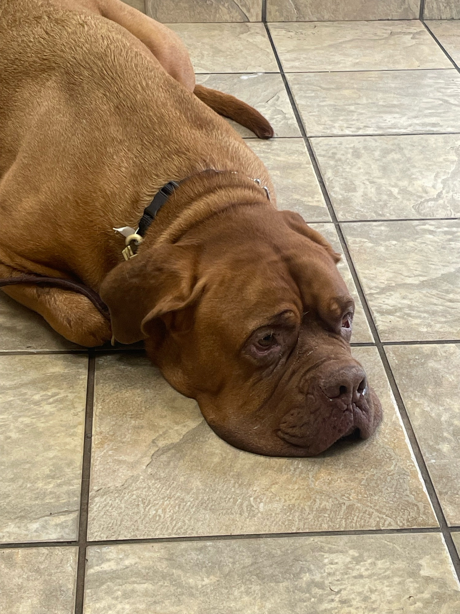 Vanessa’s big red dog, refusing to make eye contact with the camera because the world is dull and unsatisfying, and you can’t make him.