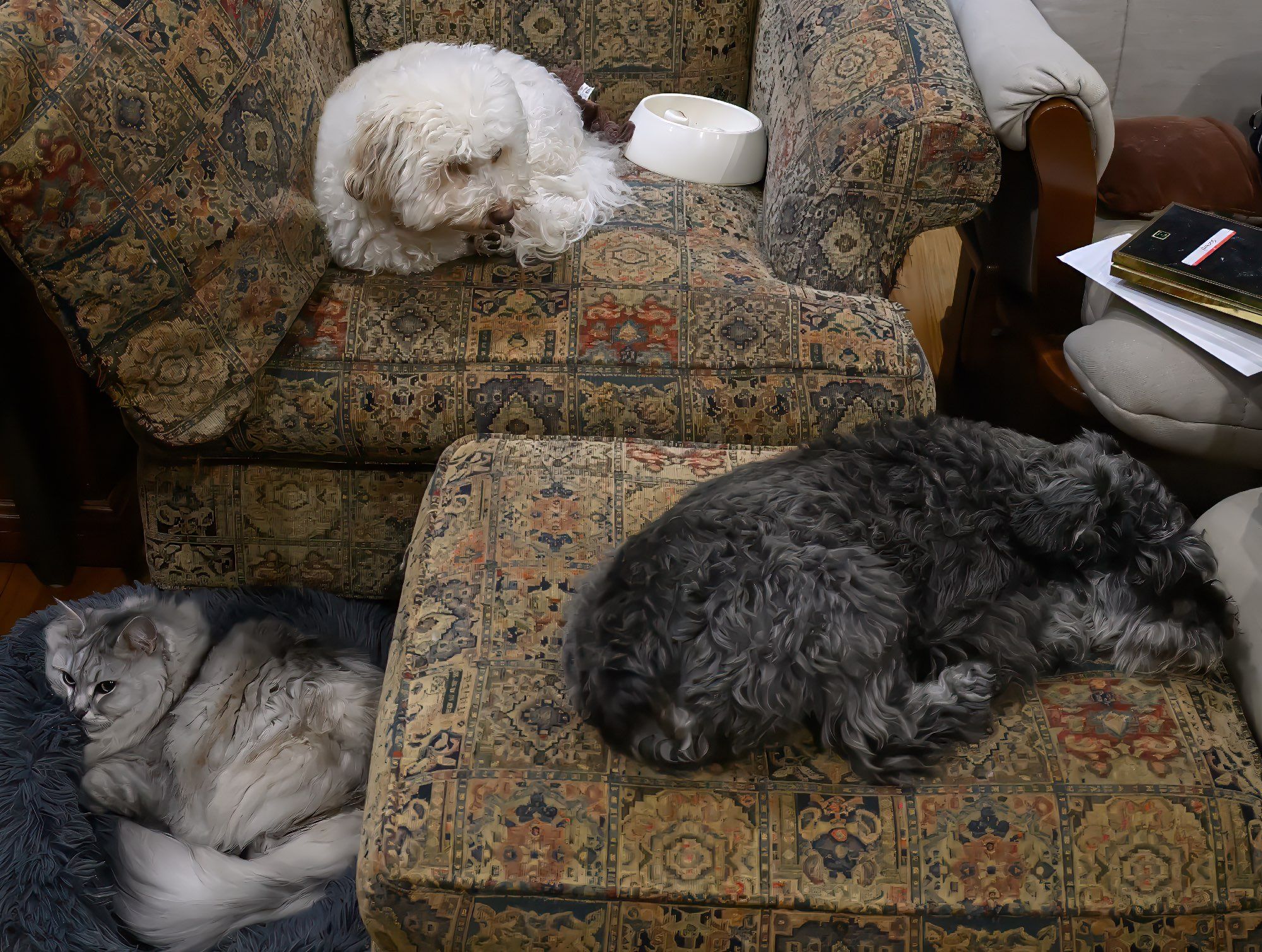 Sasha the Siberian Forest Cat enduring unwelcome company (Ella the Havanese, Miles the Mini-Schauz) during her preparations for a successful Caturday.