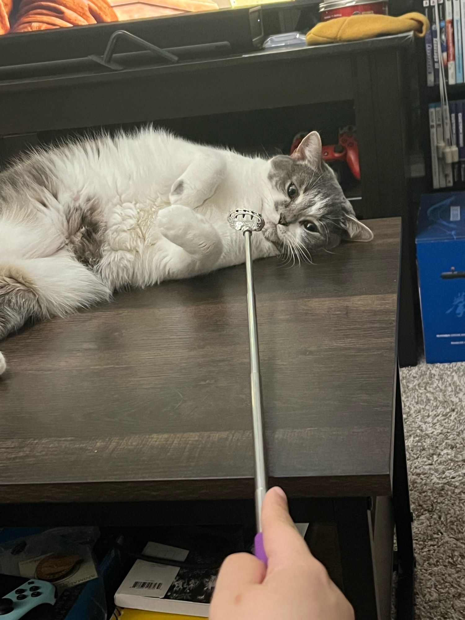 A gray and white cat is laying on her side on top of a brown coffee table. A hand holding a back scratcher is approaching her