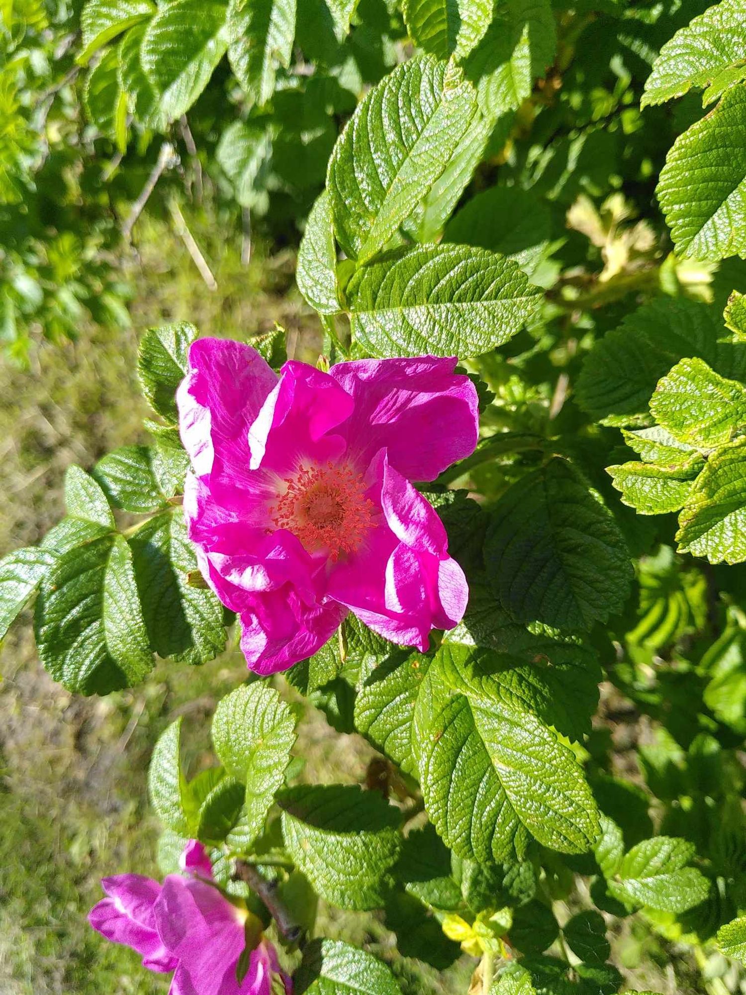 Blick auf eine pinkfarbene Heckenrosenblüte im Strauch in der Bildmitte. links etwas Wiese im Hintergrundlinks am unteren Bildand eine weitere Blüte.