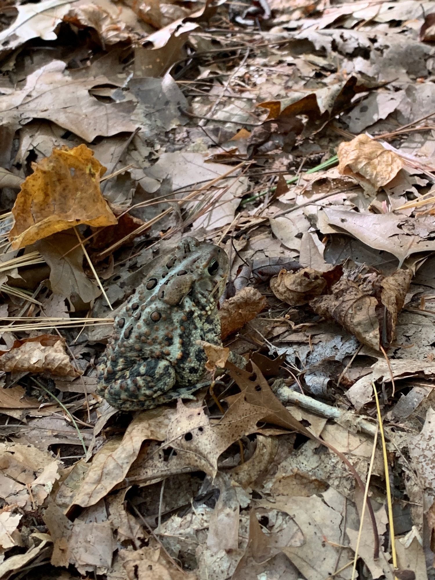 A well-camouflaged toad blending in on the forest floor with dead leaves