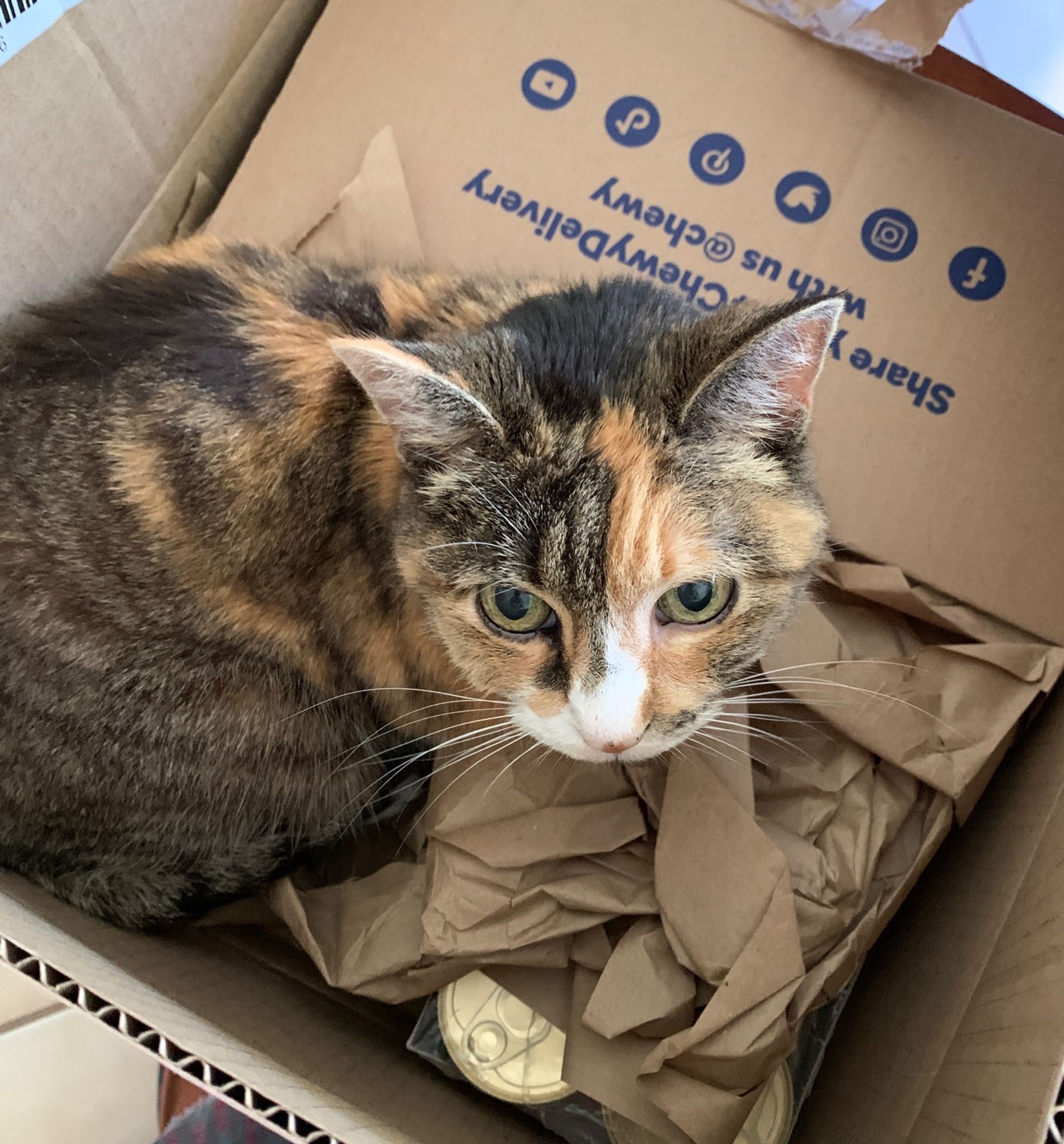 My sweet beautiful cat crouch-sitting in a mostly-still-packed box amidst packing paper and cans of cat food.