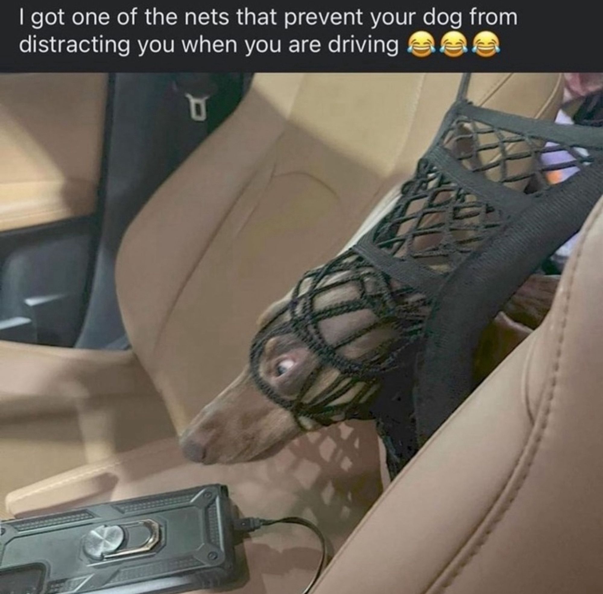 A chocolate lab pushes its head through black netting set up between the two tan leather front seats of a car. The netting is supposed to prevent this. But this lab cannot be contained. The meme caption reads “I got one of the nets that prevent your dog from distracting you when you are driving.”