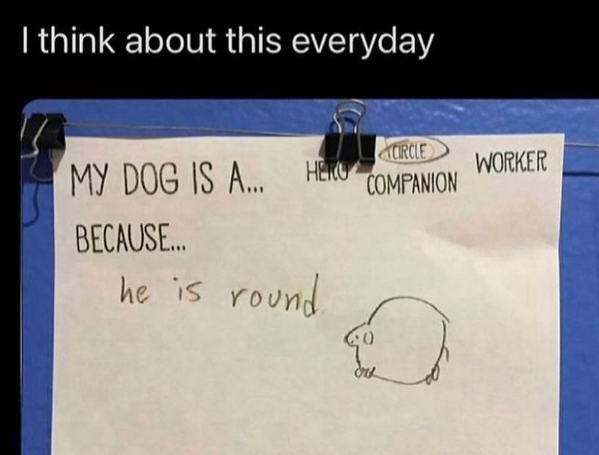 A white worksheet is binder clipped to a string on a blue wall. In printed text, the worksheet says “MY DOG IS A...” and the word “circle” is circled instead of the options “Hero”, “Companion”, or “Worker”. The next printed word says “BECAUSE...” and the kid has written “he is round” and drawn a very rotund dog. The meme caption reads “I think about this everyday.”